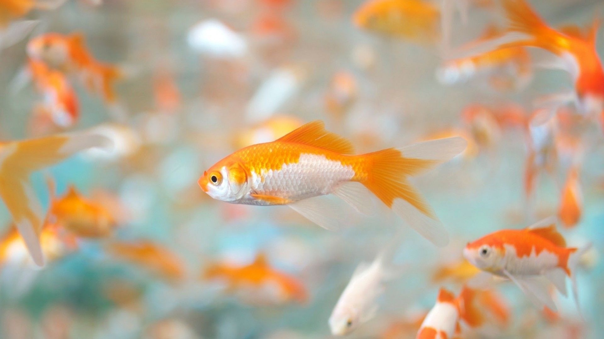 Carassius auratus, Goldfish Wallpaper, 1920x1080 Full HD Desktop