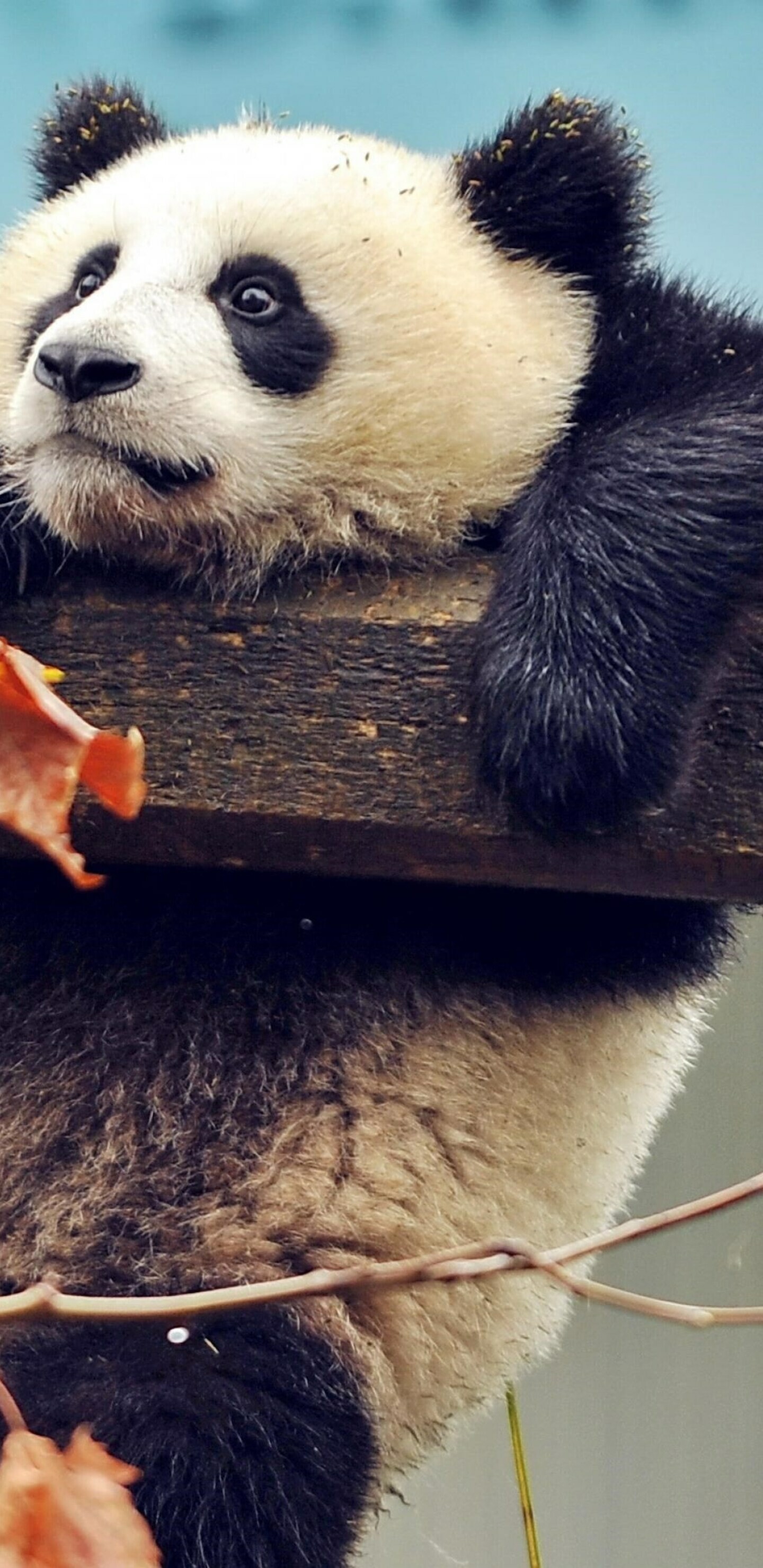 Playful panda, Samsung Galaxy, Cute animal, Images, 1440x2960 HD Phone