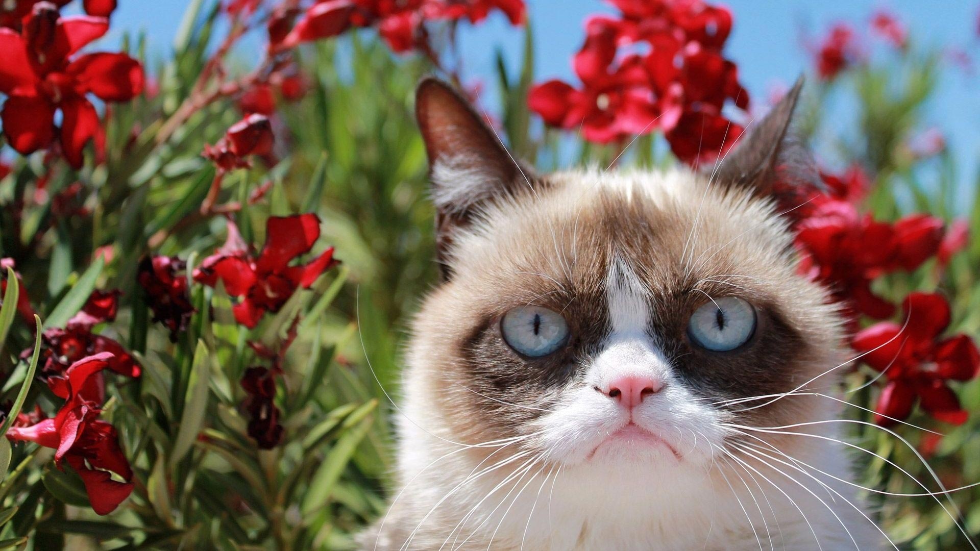 Grumpy Cat In Flowers, Grumpy Cat Wallpaper, 1920x1080 Full HD Desktop