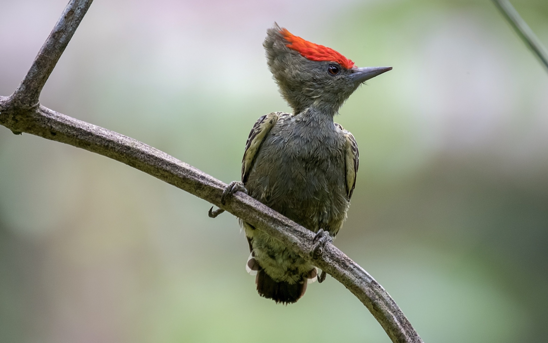 The grey-and-buff, Woodpecker Wallpaper, 1920x1200 HD Desktop