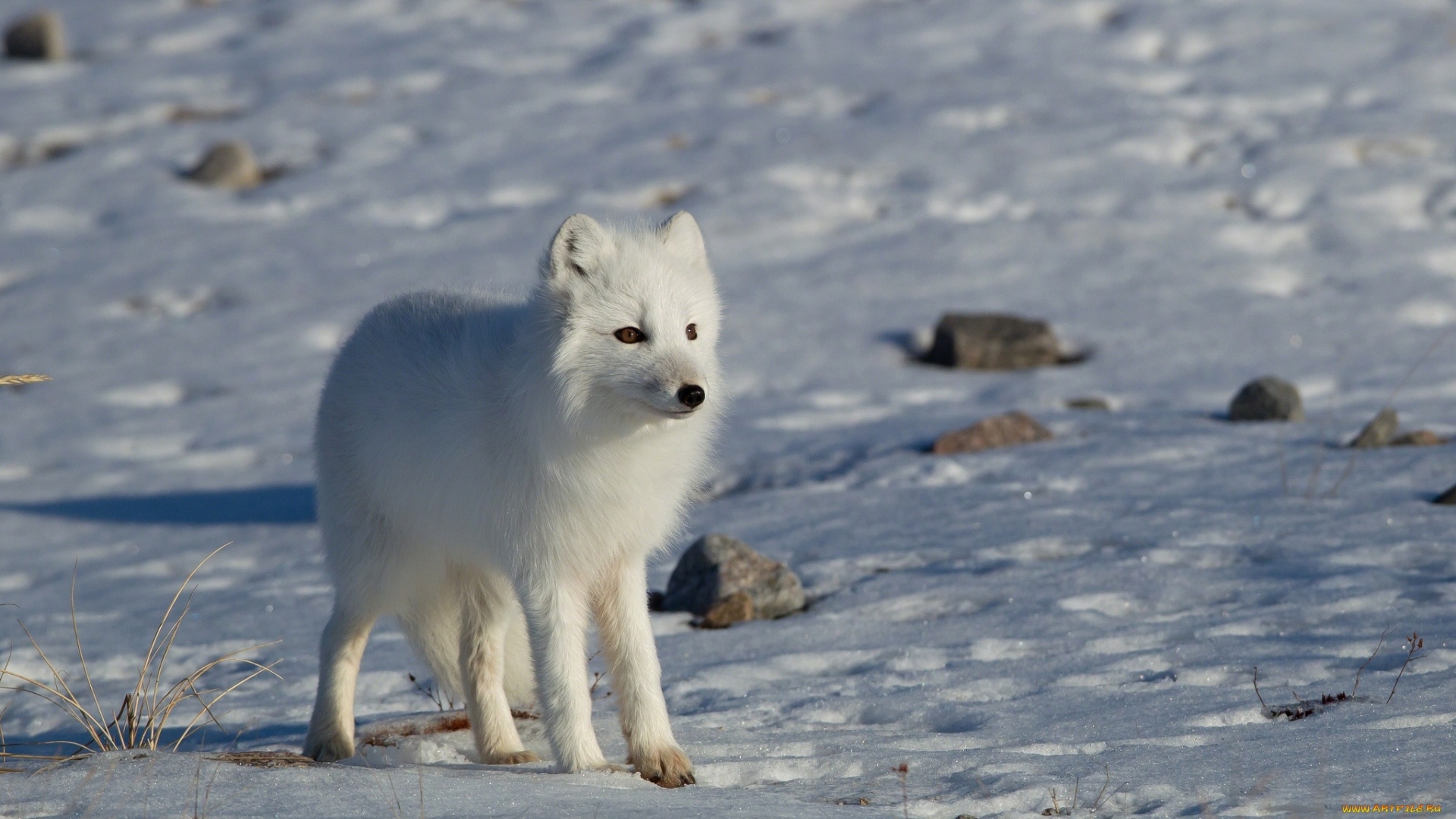 110 Wallpapers, Arctic Fox, 1920x1080 Full HD Desktop