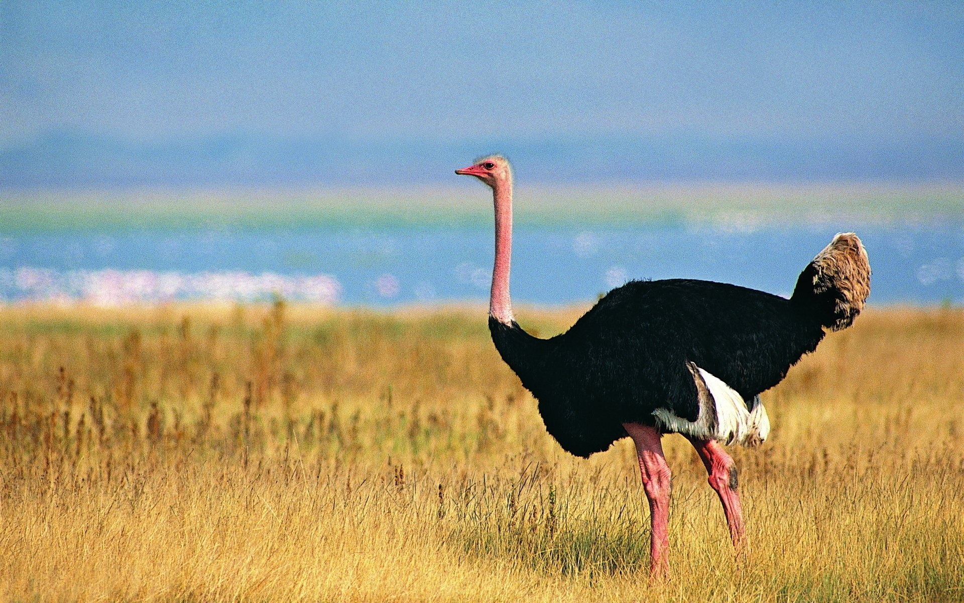 Variety of wallpapers, Ostrich images, Diverse backgrounds, Digital artwork, 1920x1200 HD Desktop