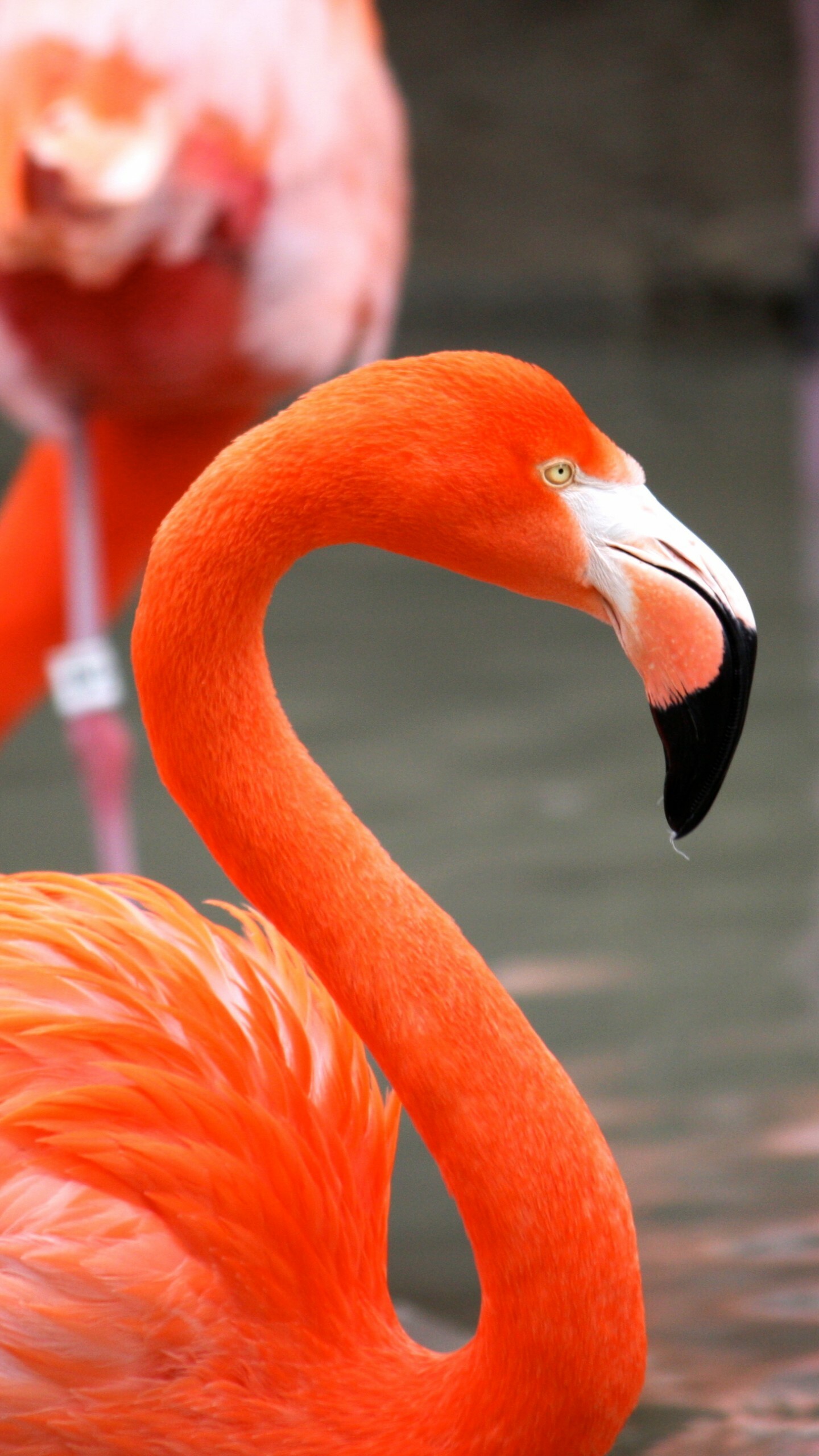 Sunlit flamingo, San Diego Zoo, Red plumage, Wildlife photography, 1440x2560 HD Phone