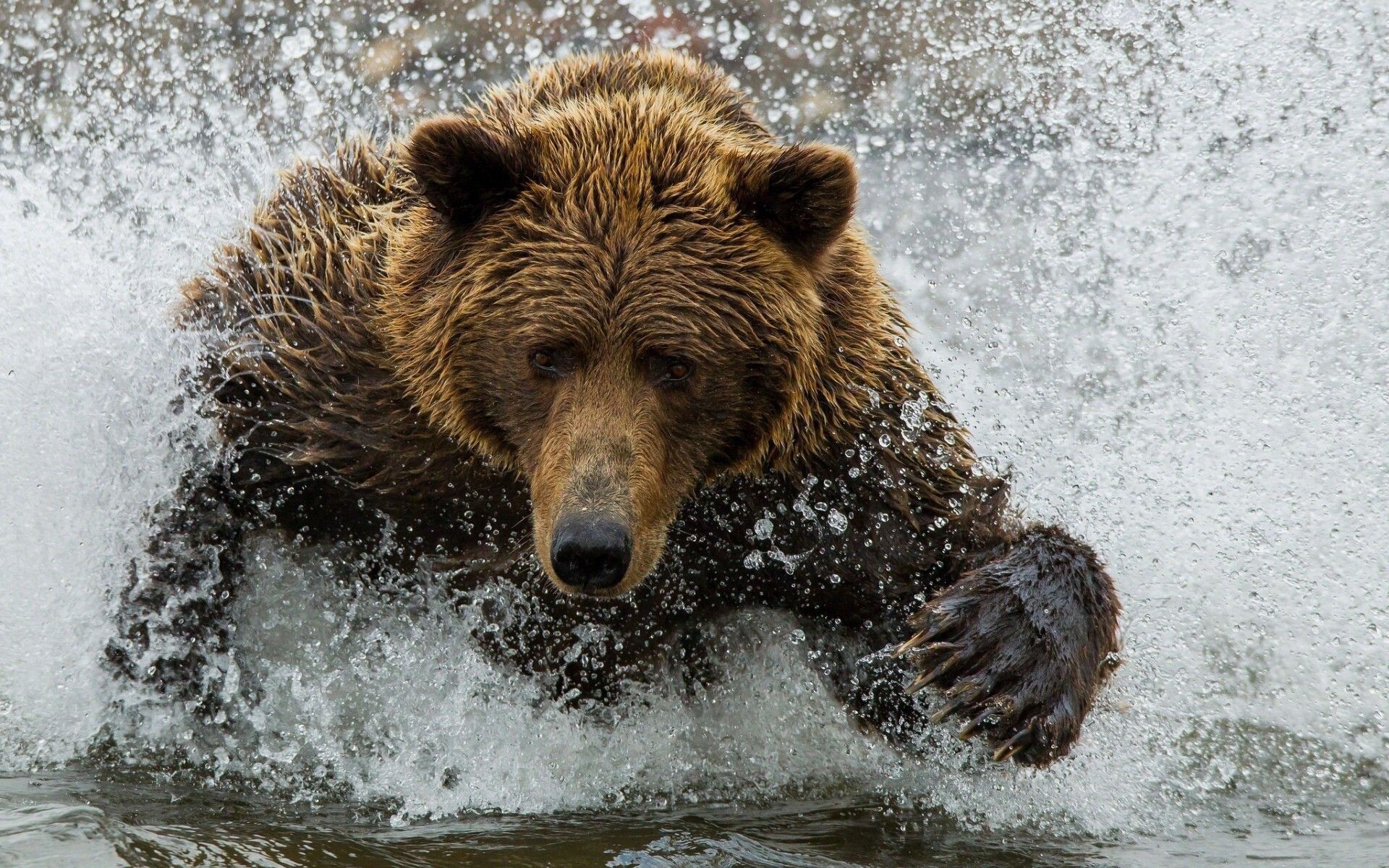 Grizzly bear, Images photos pictures, Backgrounds, Tablet, 1920x1200 HD Desktop