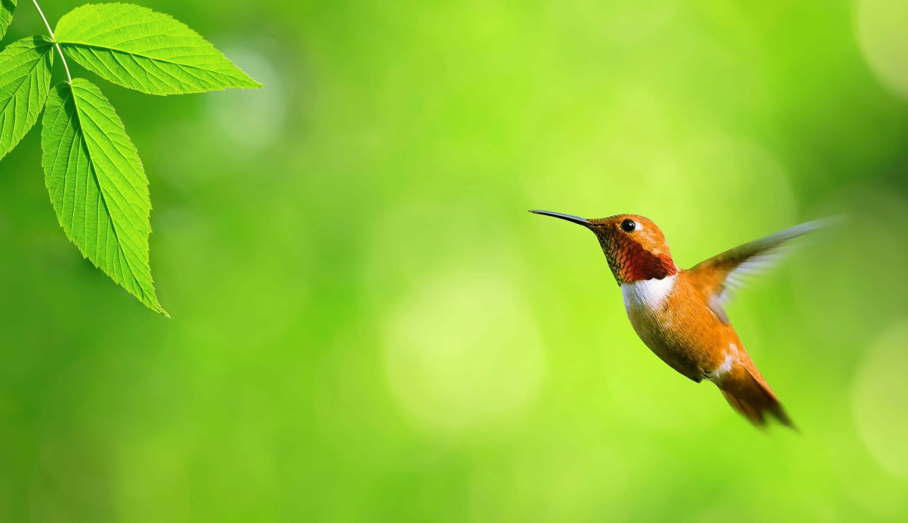 Hummingbird, Birds Wallpaper, 3000x1730 HD Desktop