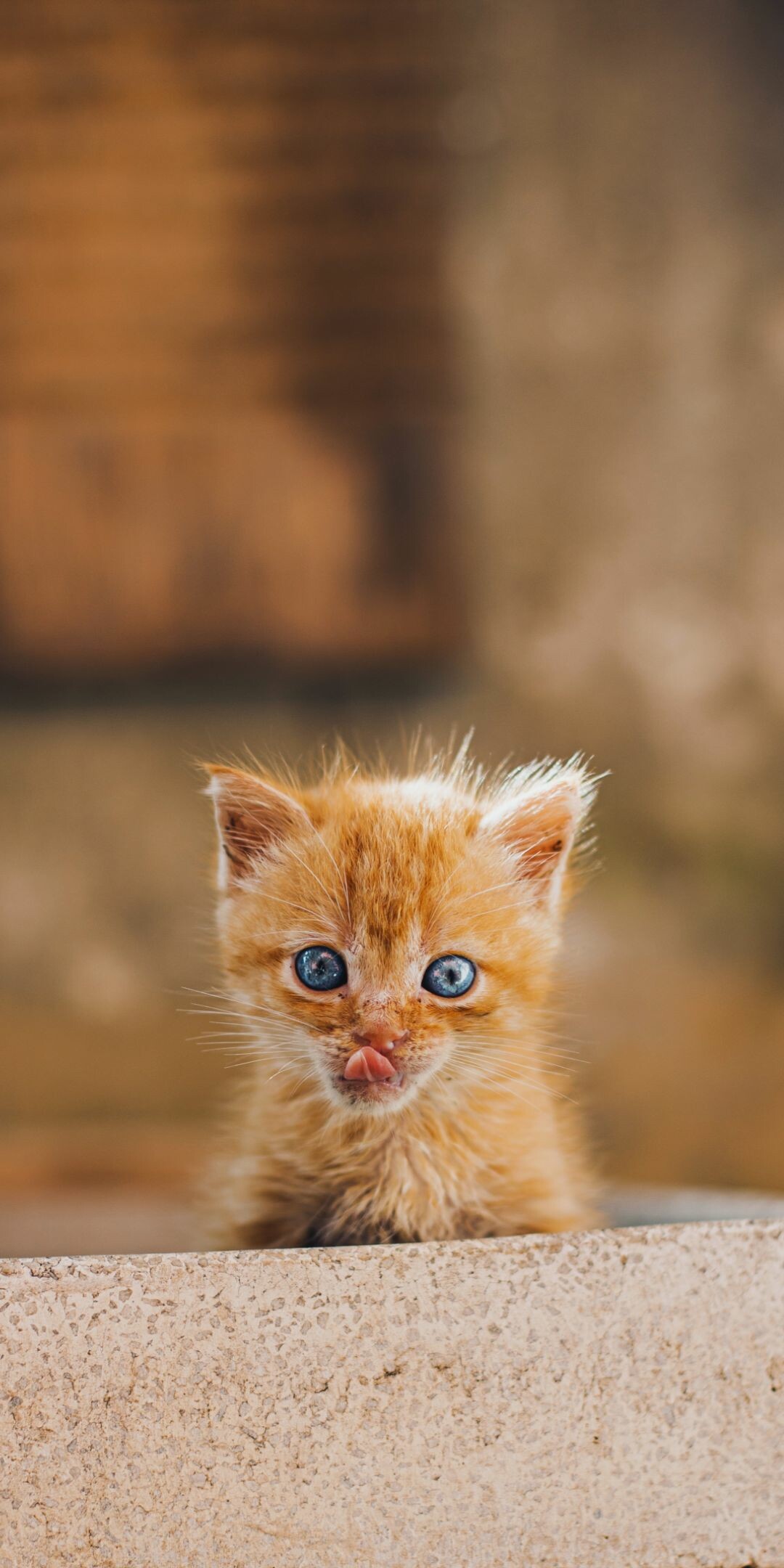 Top-quality kitten wallpapers, Exquisite feline beauty, Captivating cuteness, Meow-worthy, 1080x2160 HD Phone