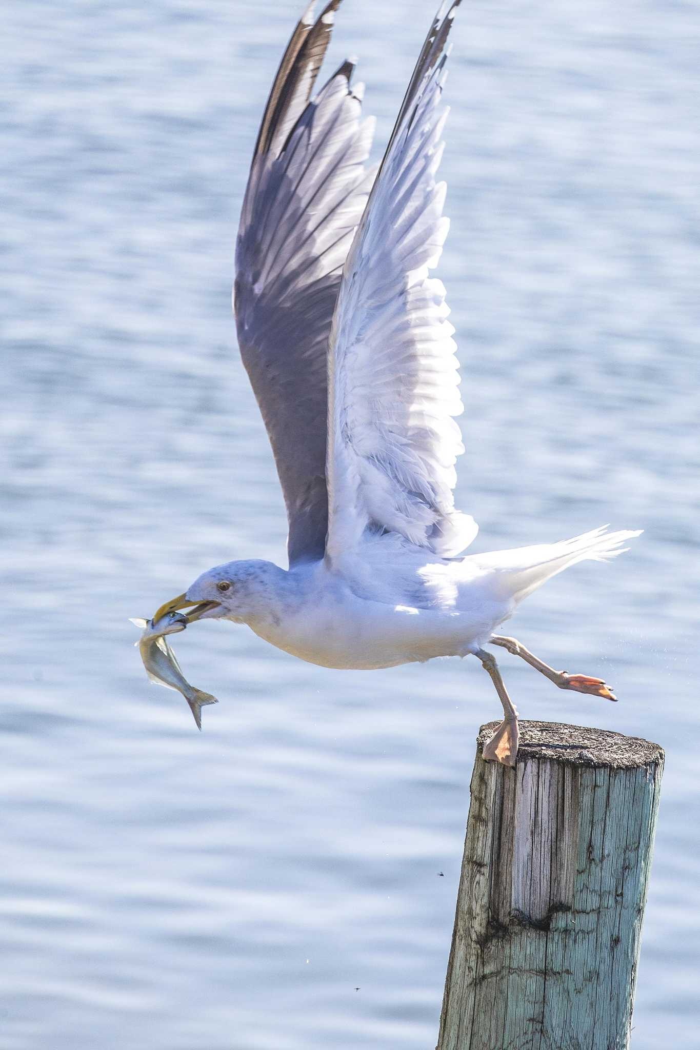 True story, Smeagull's tale, Eccentric seagull, Unique preferences, 1370x2050 HD Phone