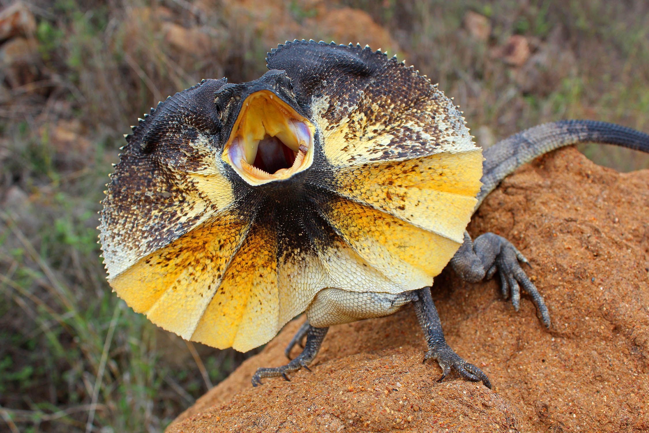 Frilled-neck lizard in 4K, Ultra-HD reptilian glory, Visual masterpiece, Nature's marvel, 2250x1500 HD Desktop