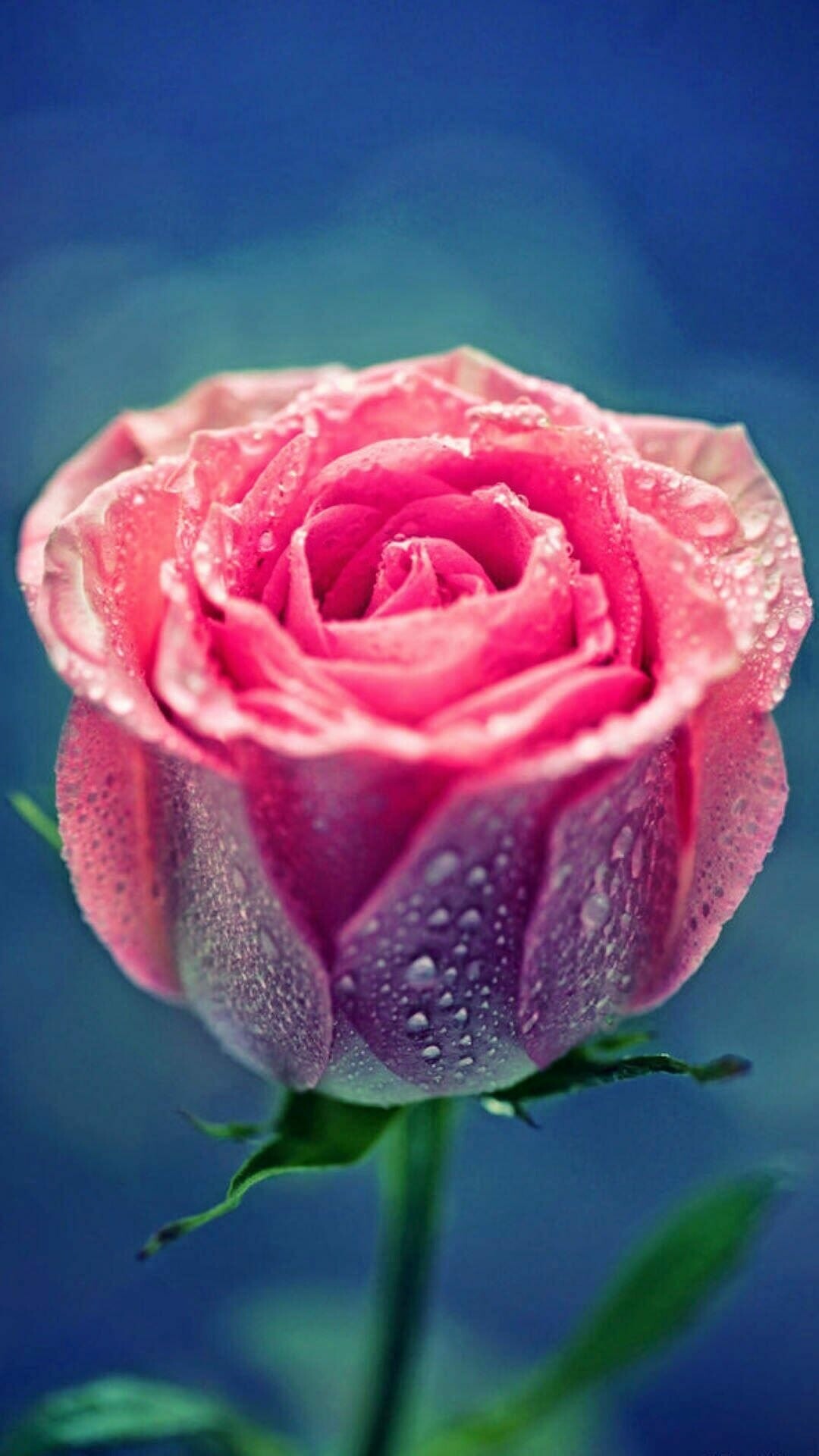 Dewy rose, Captivating dewdrops, Refreshing sight, Serene elegance, 1080x1920 Full HD Phone