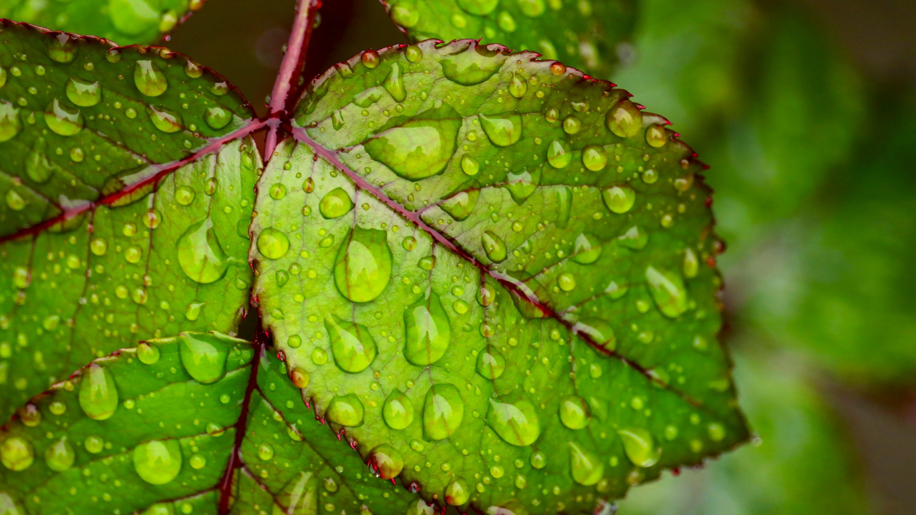 Water droplets, Green leaf, Ultra HD wallpapers, 3840x2160 4K Desktop