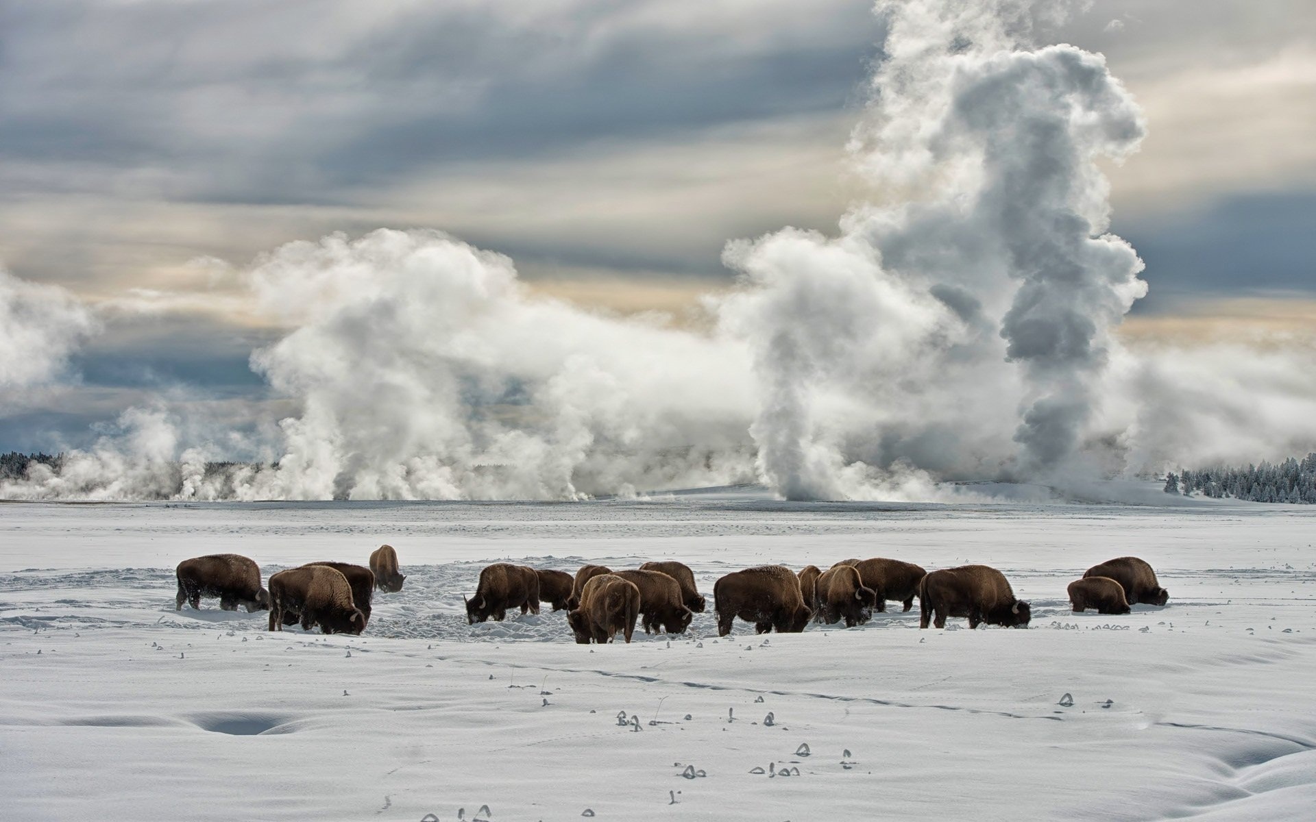 Yellowstone National Park, Travels, HD wallpapers, Desktop backgrounds, 1920x1200 HD Desktop