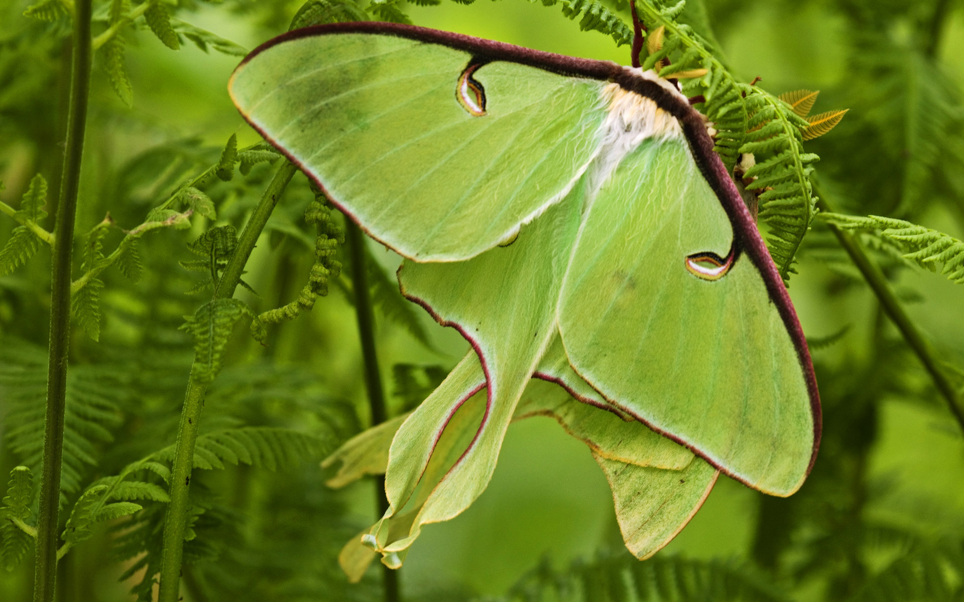 Moth wallpaper, 1920x1080, 1920x1200 HD Desktop