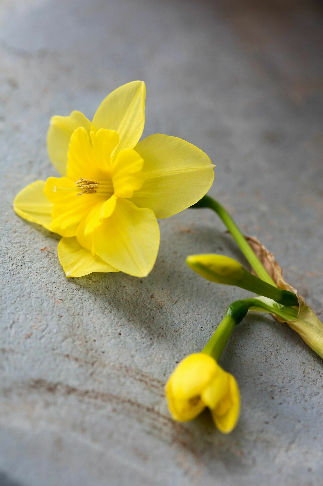 Vibrant yellow petals, Daffodil varieties, Charming appearance, Great pictures, 1340x2000 HD Phone