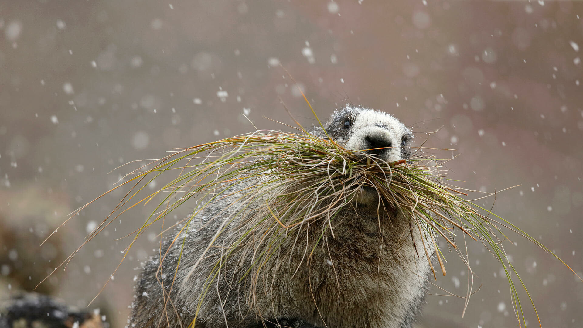 Groundhog Day again, Microsoft wallpapers, Unique wallpaper, Festive screens, 1920x1080 Full HD Desktop