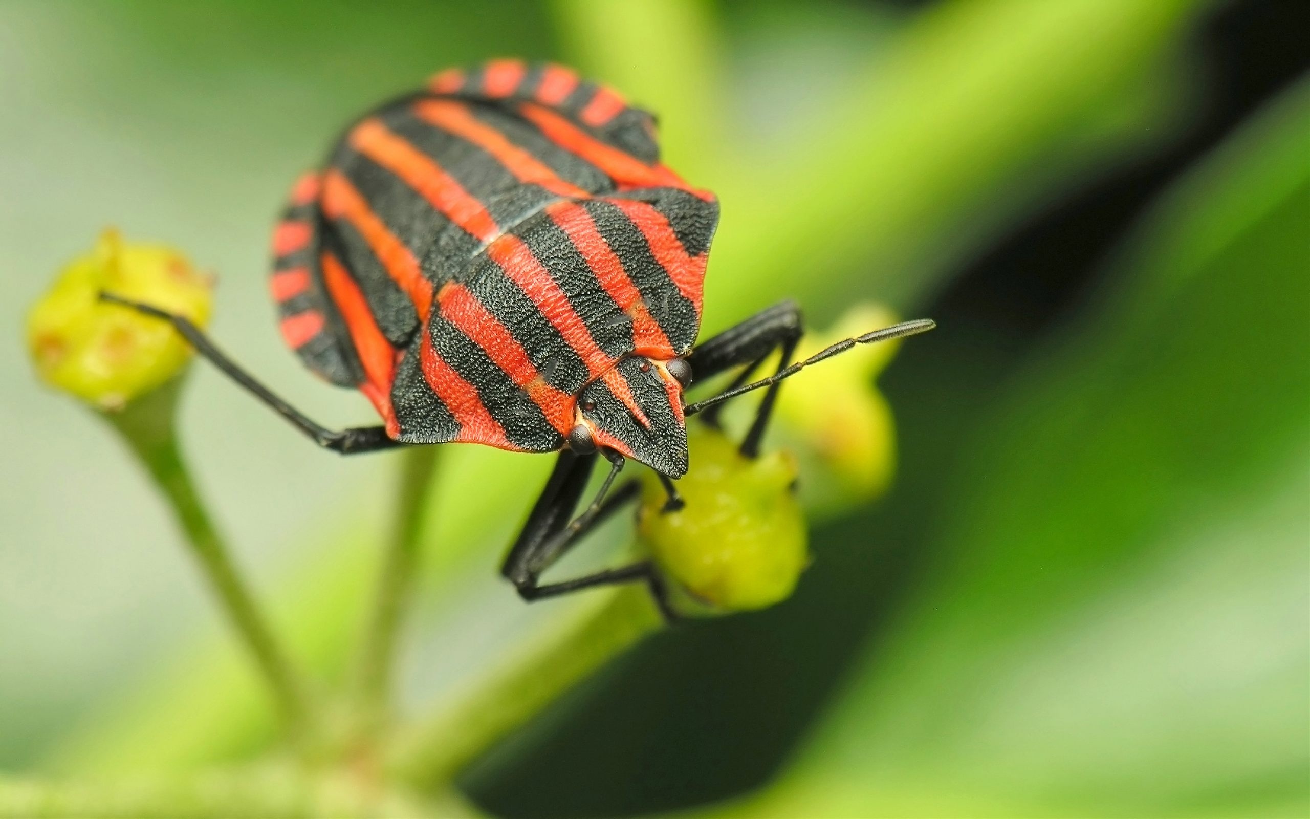 Graphosoma, Insects Wallpaper, 2560x1600 HD Desktop