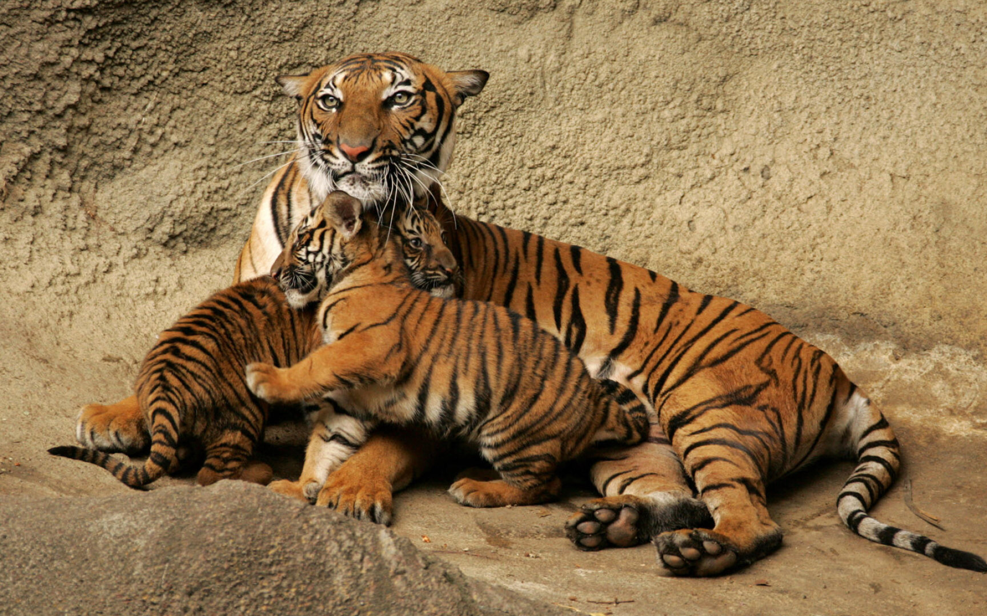 Tiger with cubs, Motherly love, Family bond, Exquisite wilderness, 1920x1200 HD Desktop