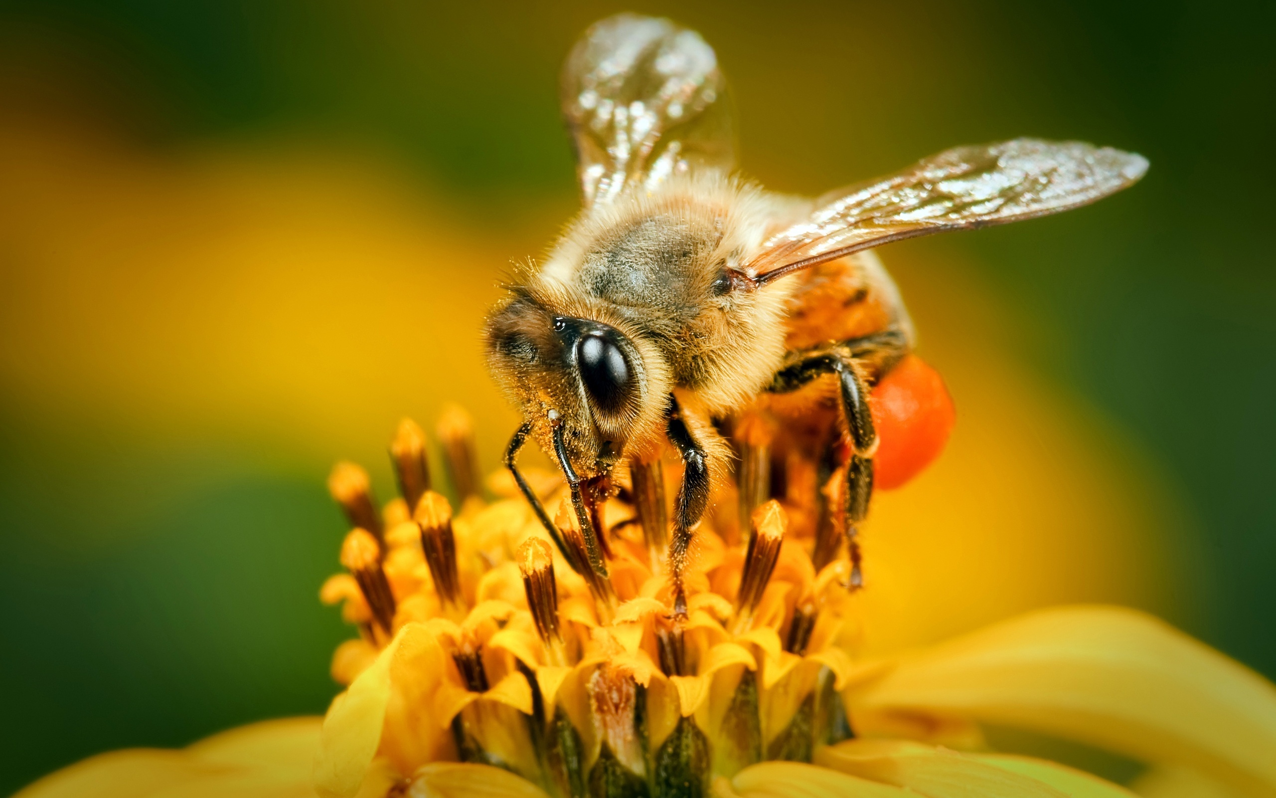 Bee, French bee wallpaper, Nature's wonder, Delicate insect, 2560x1600 HD Desktop