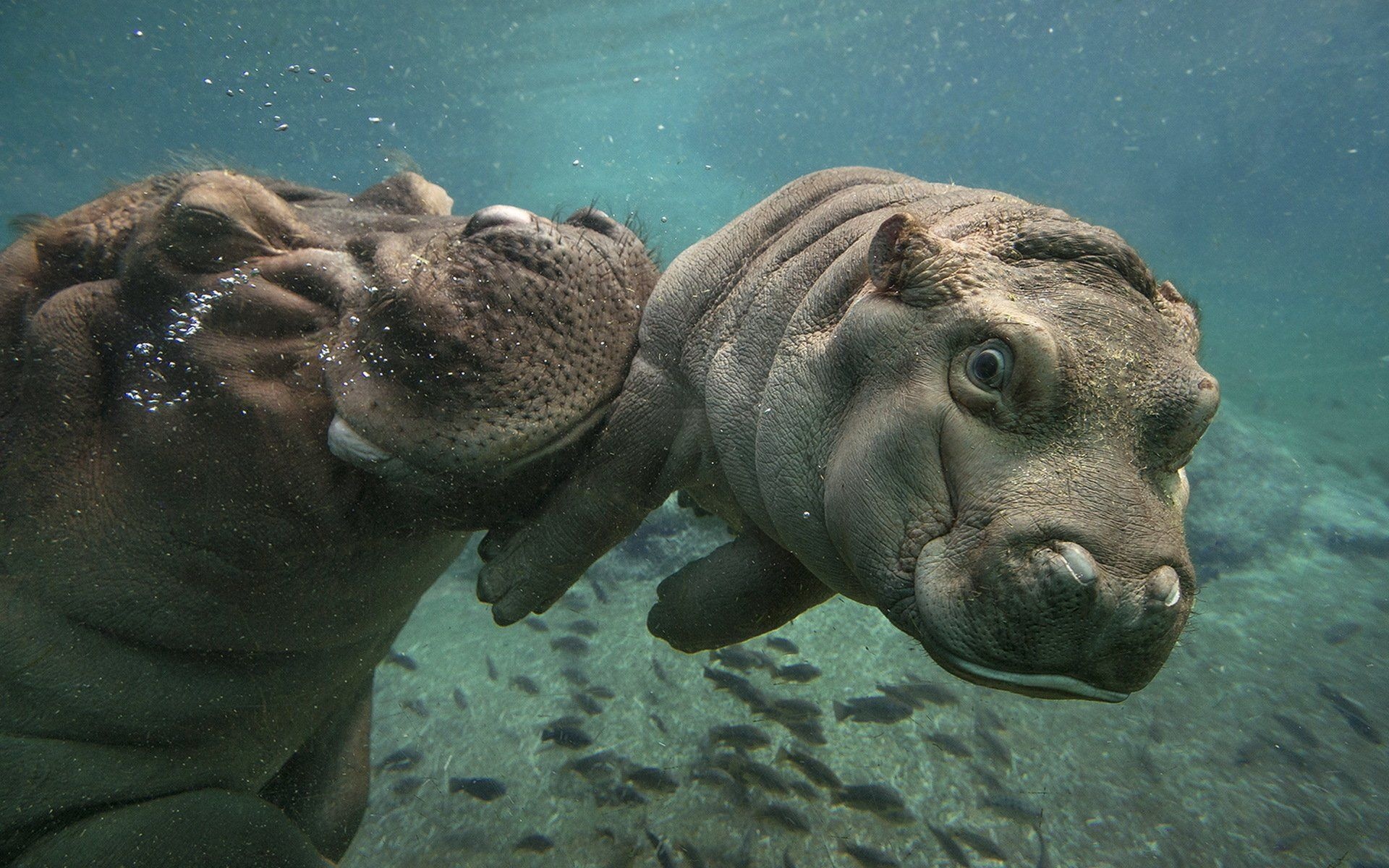 Baby hippo, Funny animals, Cute animals, San Diego, 1920x1200 HD Desktop