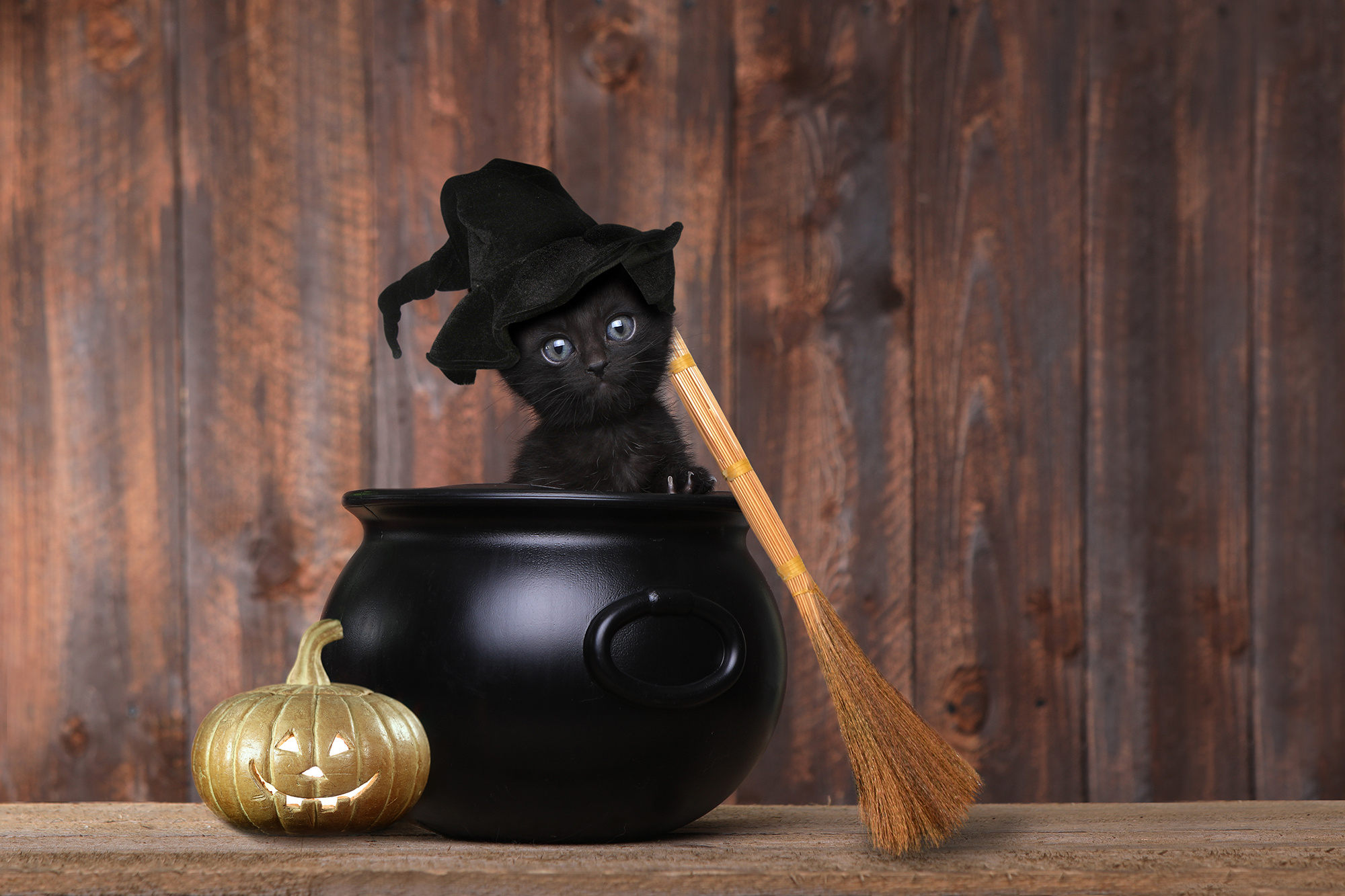 Witch hat, Halloween Cats Wallpaper, 2000x1340 HD Desktop