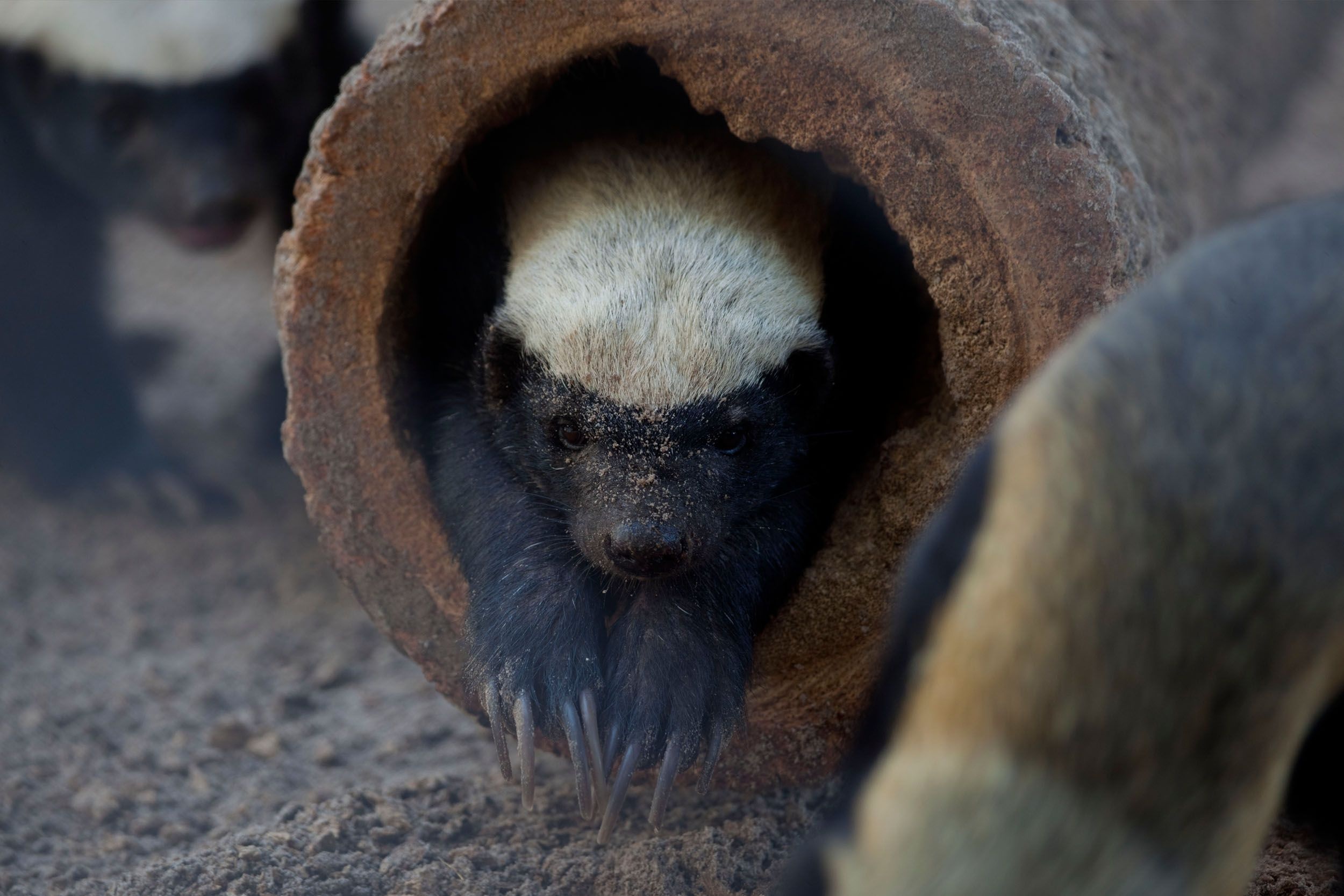 Honey Badger, Fearless mammal, Persistent survivor, Zoey Johnson's portrayal, 2500x1670 HD Desktop