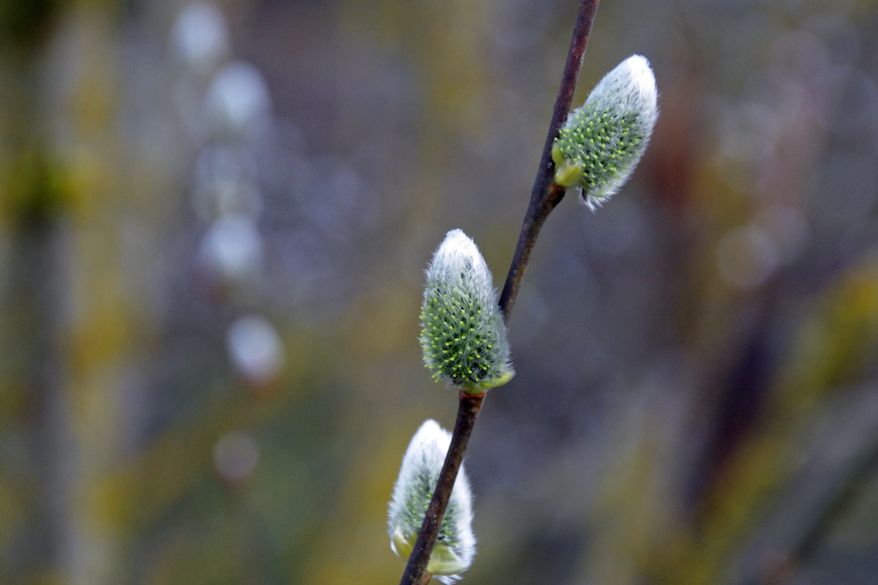 Flower, Willow Tree Wallpaper, 3000x2000 HD Desktop