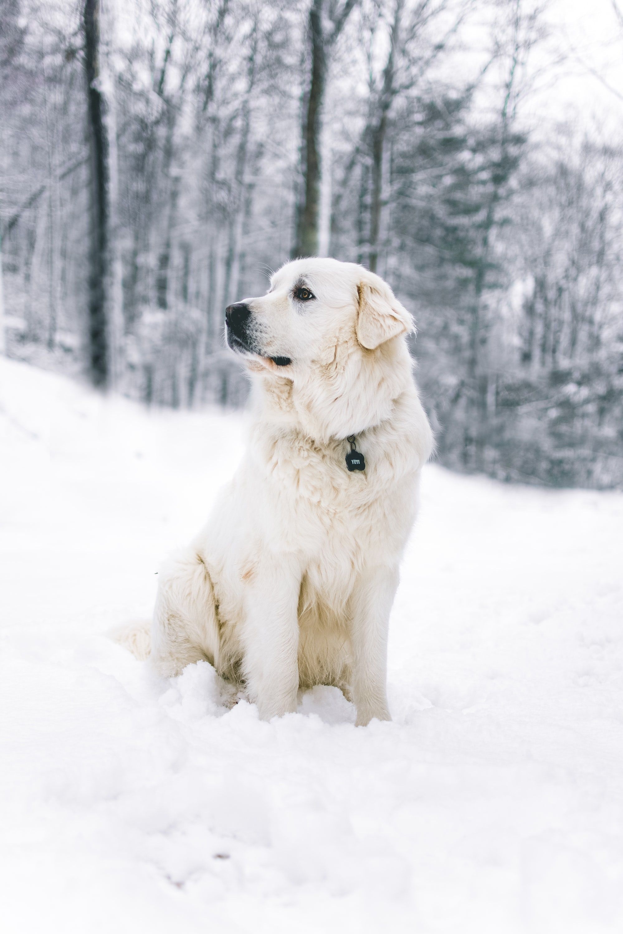 Great pyrenees, Wet, Portrait, Wet dog, 2000x3000 HD Phone