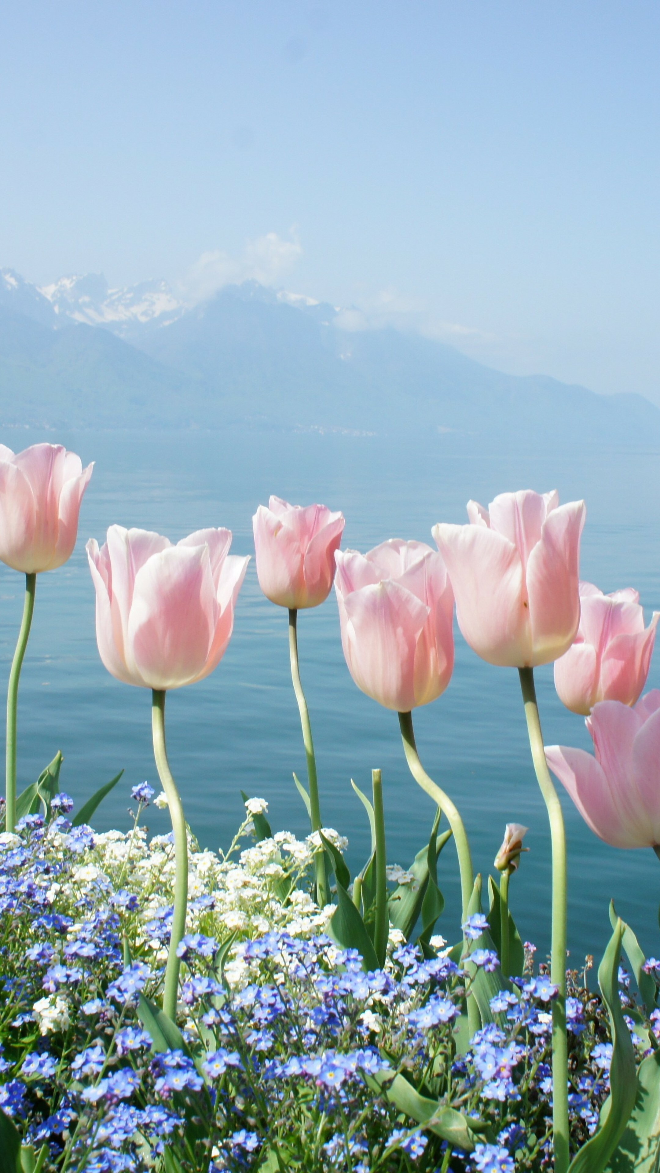 Tulip flowers, 4K HD wallpaper, Stunning spring blooms, Majestic mountains, 2160x3840 4K Phone