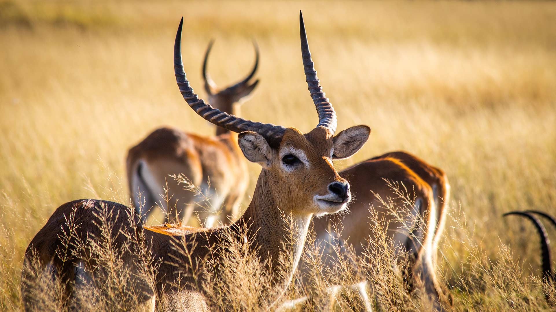 Botswana exploration, Unseen beauty, Hidden treasures, Captivating landscapes, 1930x1080 HD Desktop