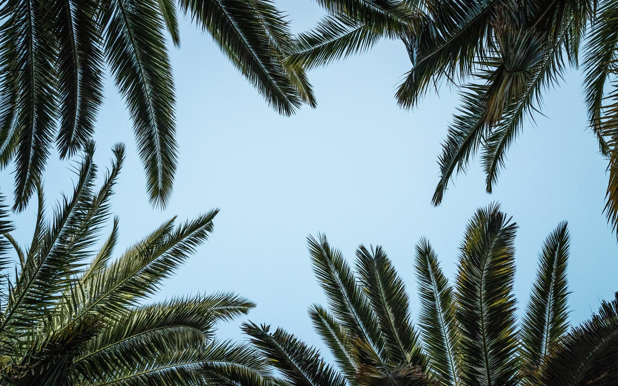 Palm Tree, Tranquil palm tree, Serene white sky, Macbook air wallpaper, 2560x1600 HD Desktop