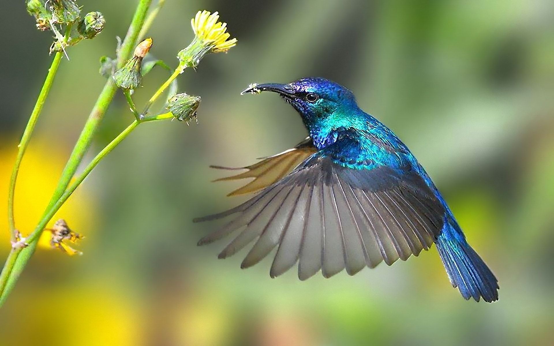 Palestine Sunbird, Hummingbirds Wallpaper, 1920x1200 HD Desktop