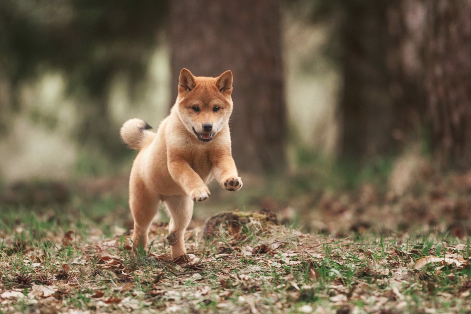 Shiba Inu, Shiba Inu wallpapers, 1920x1290 HD Desktop