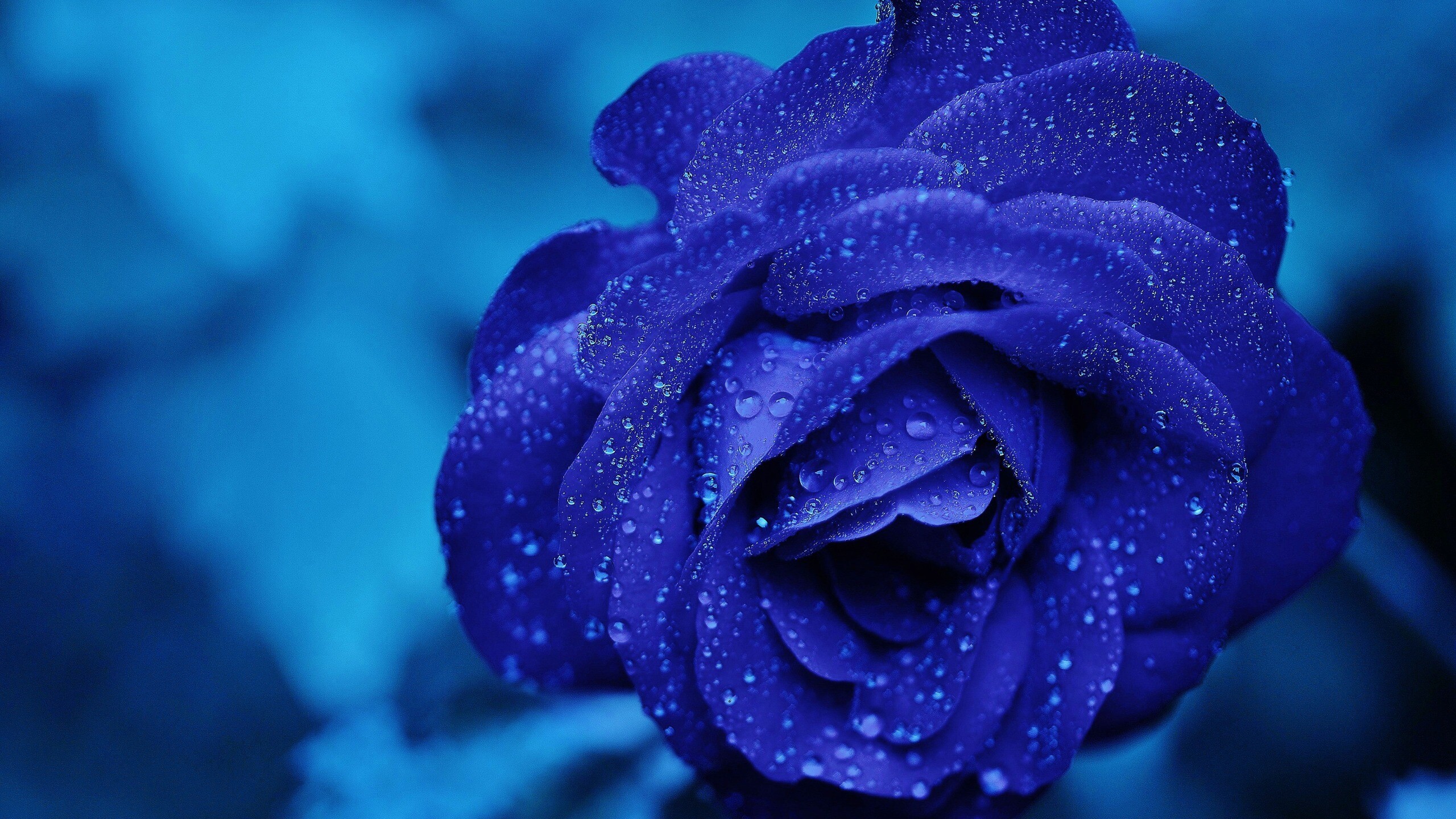 Blue rose, 1440p resolution, High definition, Striking aesthetics, 2560x1440 HD Desktop