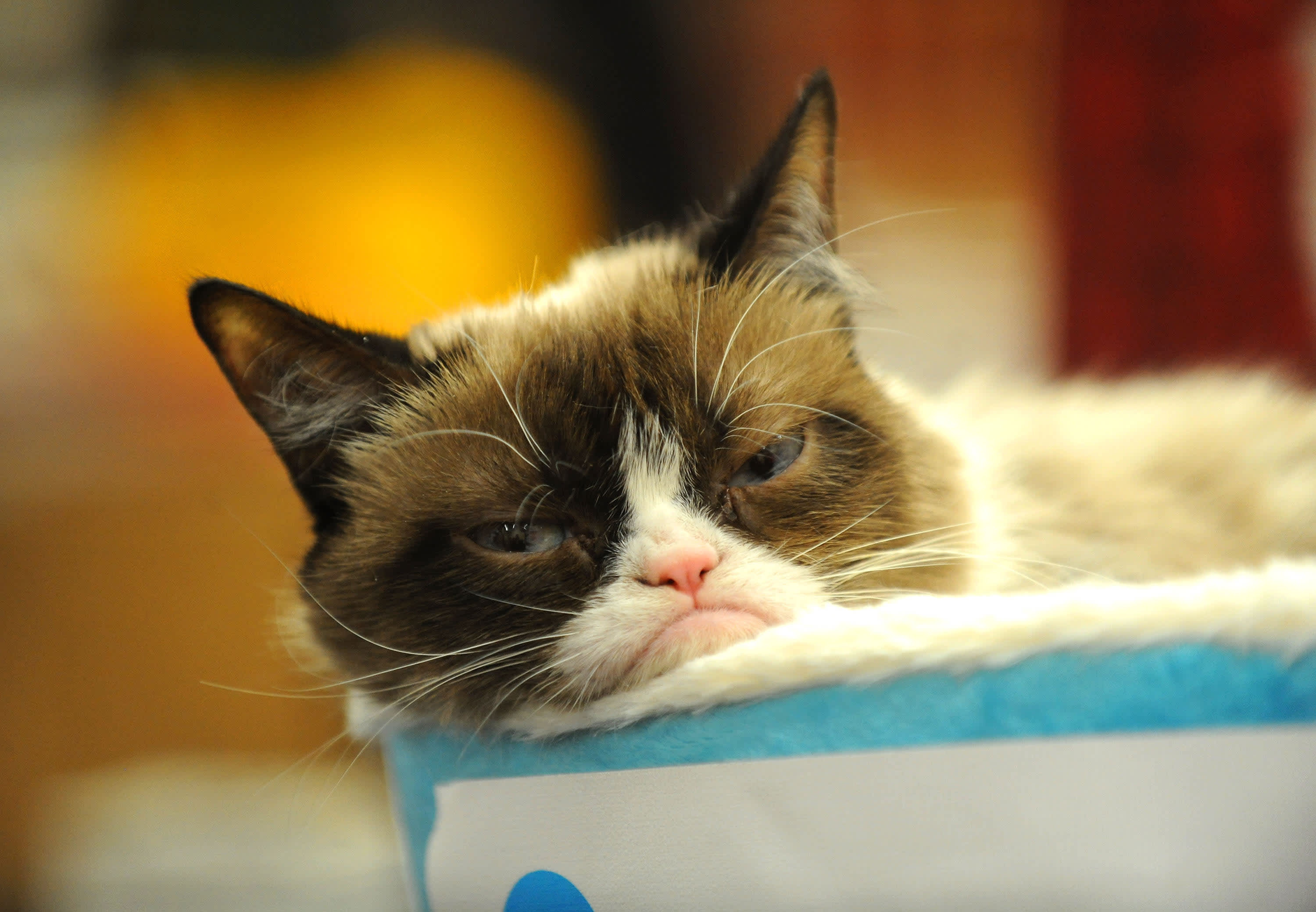 Grumpy Cat, Viral stars, Making big money, Lawsuit victory, 3000x2080 HD Desktop