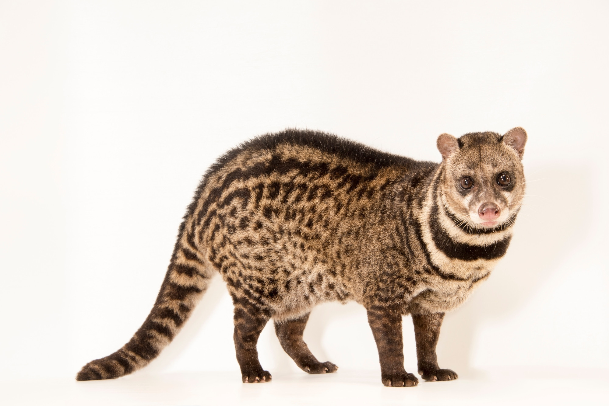 Joel Sartore, Indian civet, 2000x1340 HD Desktop