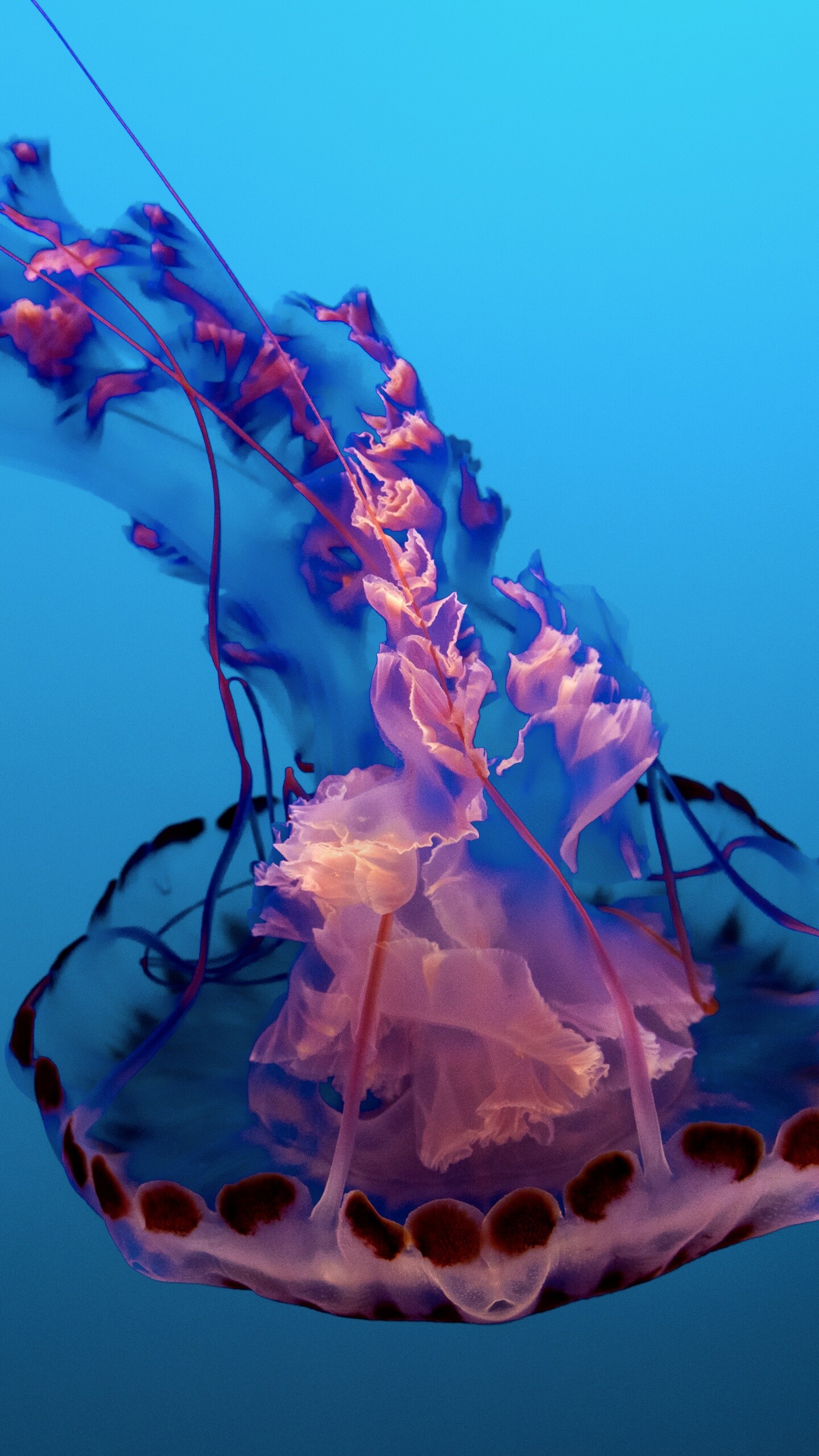 Pink glimmer, Underwater marvel, Sea life aquarium, HD animals, 1440x2560 HD Phone