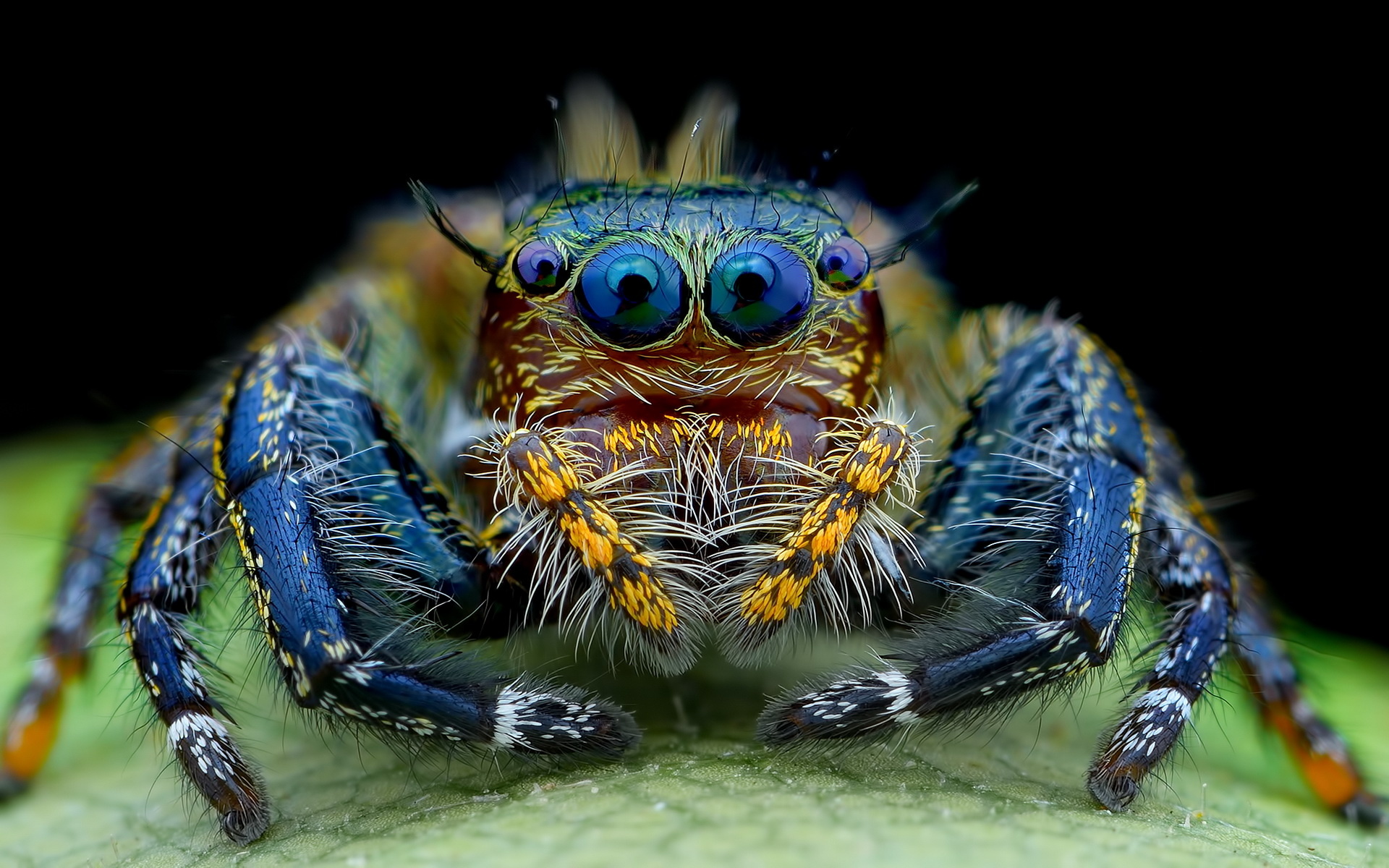 Spider, Jumping spider, Striking wallpapers, Incredible agility, 1920x1200 HD Desktop