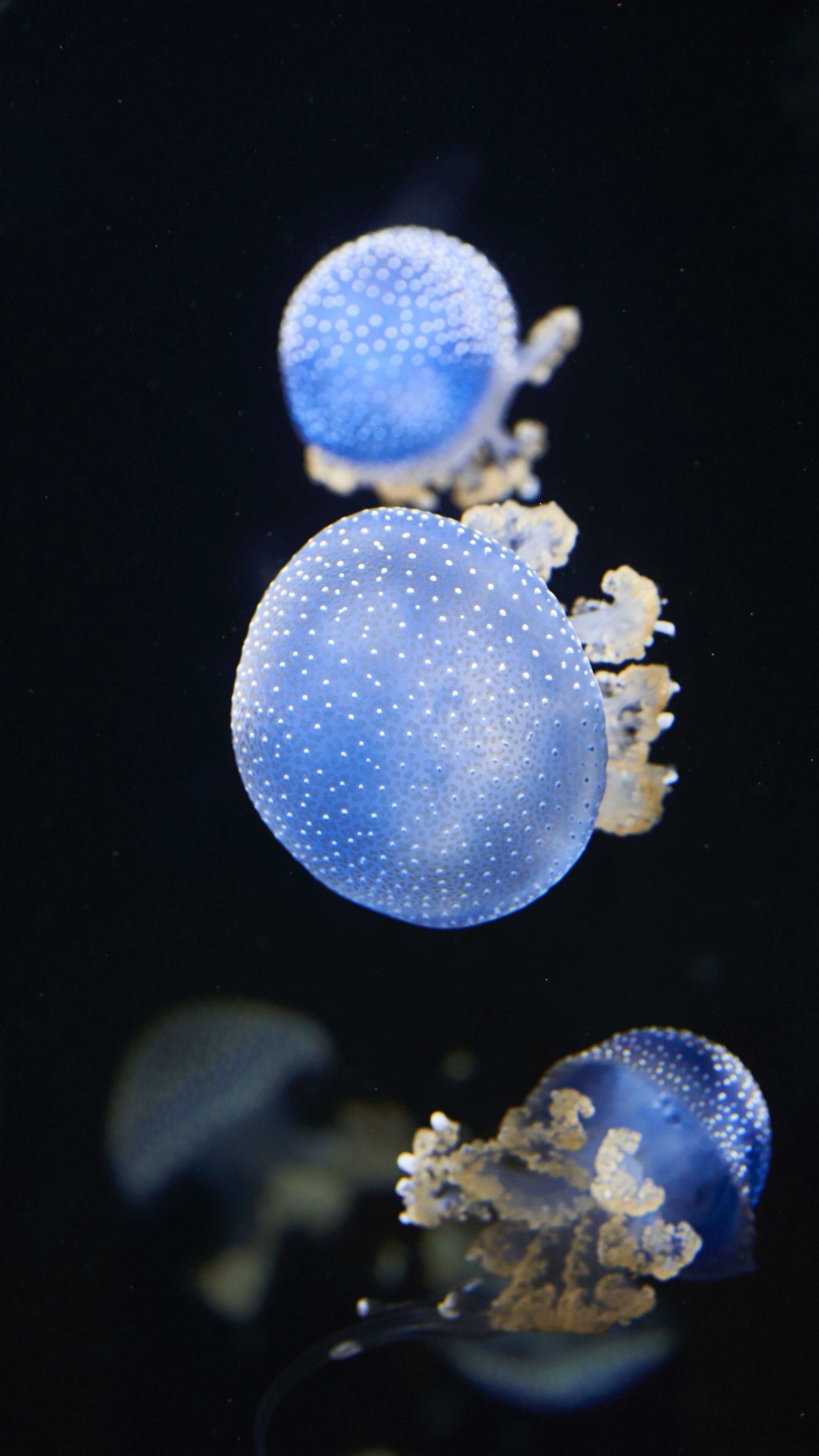 Blue underwater glow, Shine of jellyfish, Animal wallpaper, HD images, 2160x3840 4K Phone