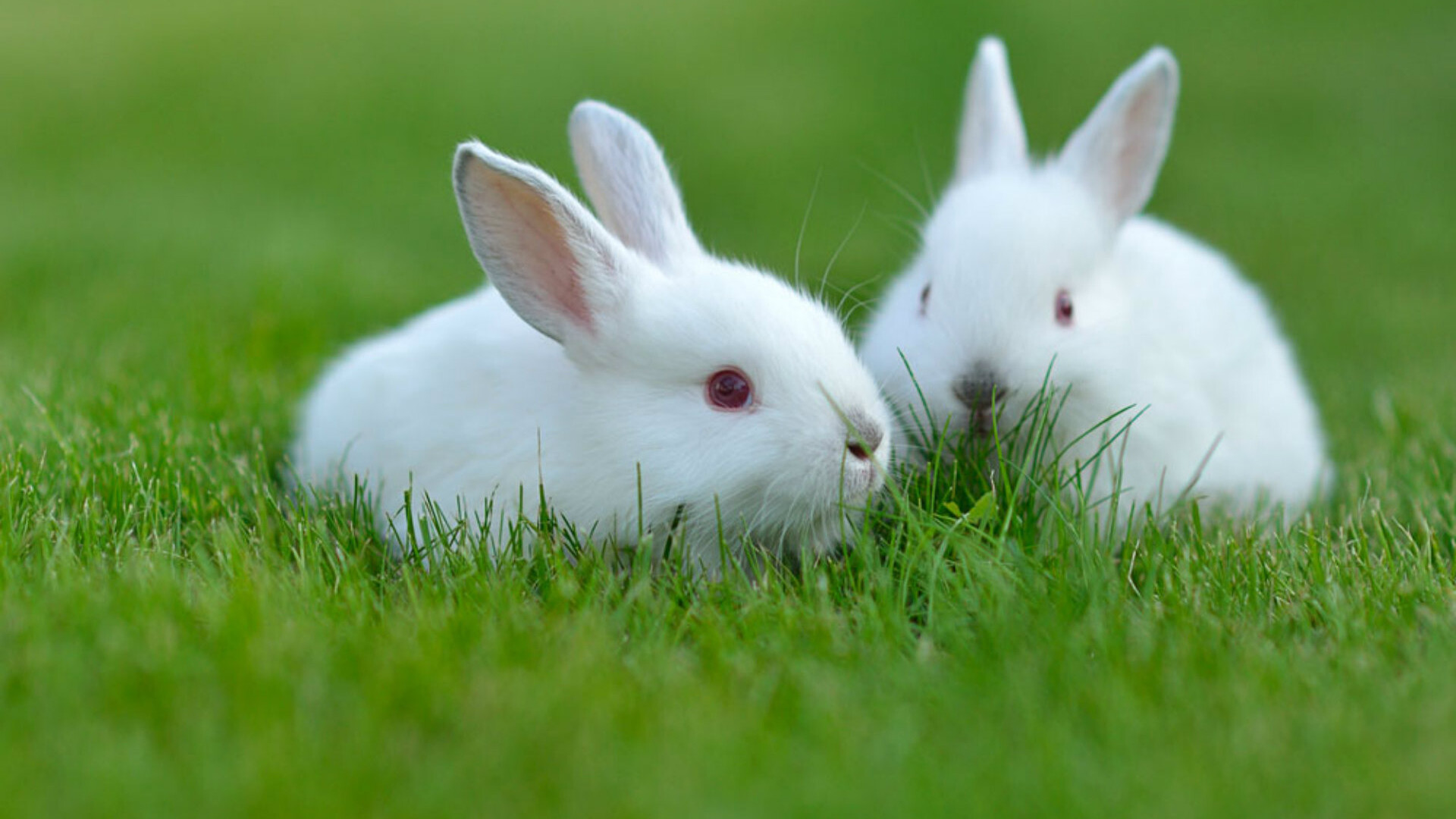 Snow-white rabbits, Soft as cotton, Delicate beauty, Picture-perfect charm, 1920x1080 Full HD Desktop