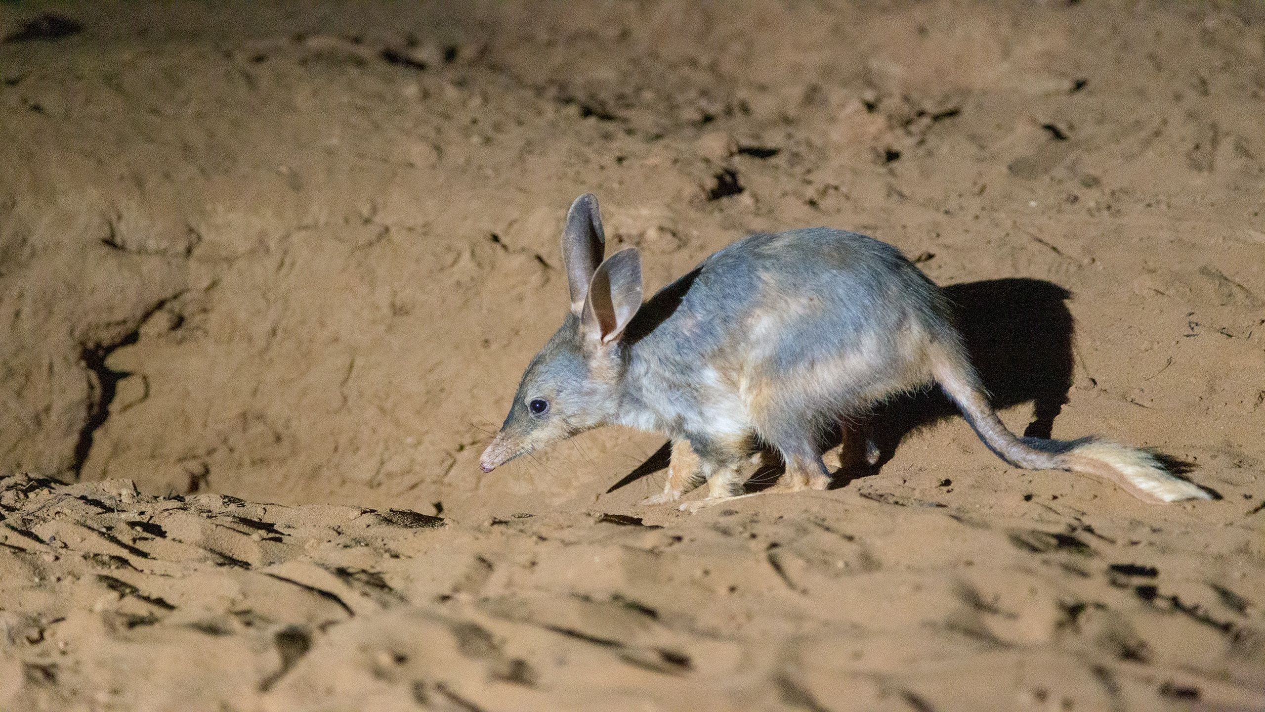 Macrotis (Bilby), Breeding season, Bilby reproduction, Life cycle, 2560x1440 HD Desktop