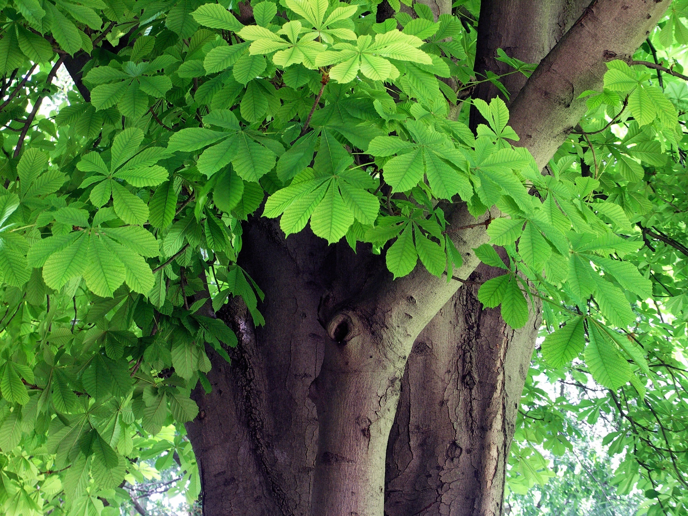 Chestnut tree, Tree of the week, Horse chestnut tree, Heritage, 2290x1720 HD Desktop