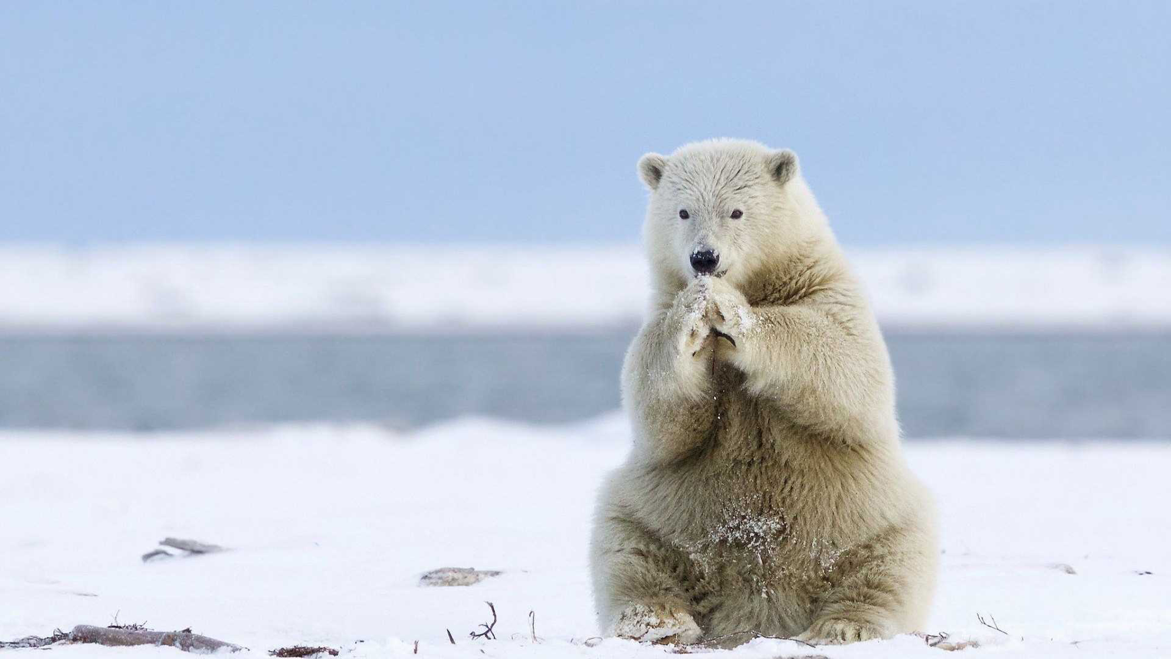 Polar bear, Greenland Wallpaper, 3840x2160 4K Desktop