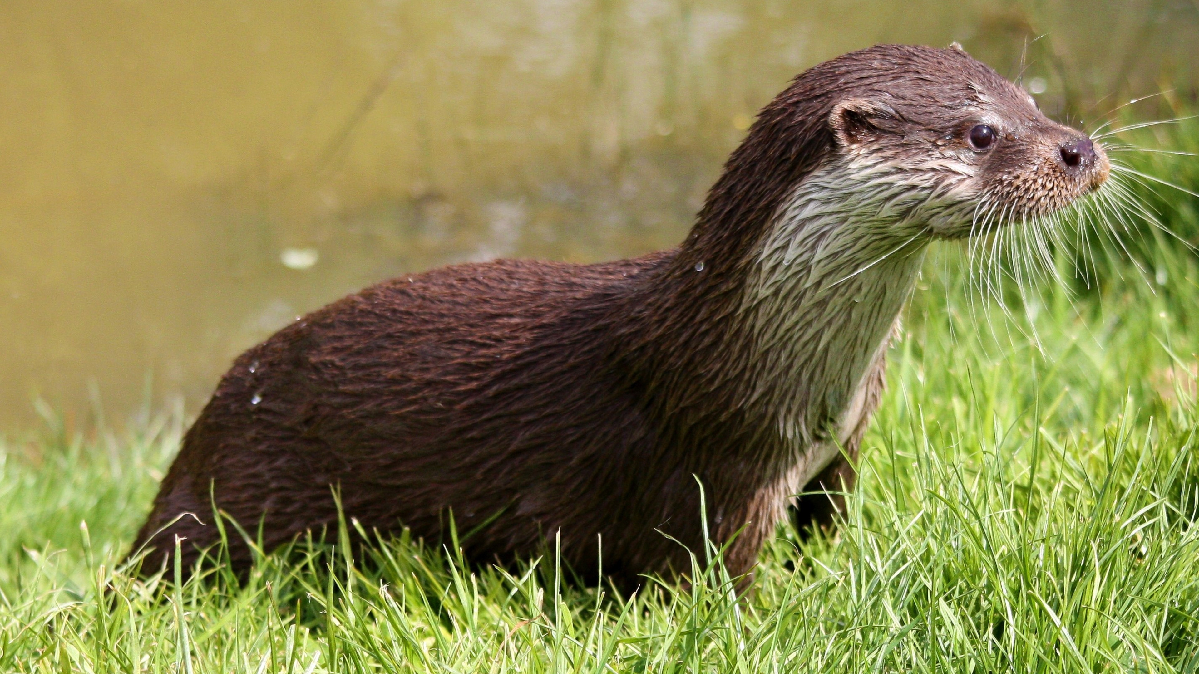 The Asian small-clawed, Otter Wallpaper, 3840x2160 4K Desktop