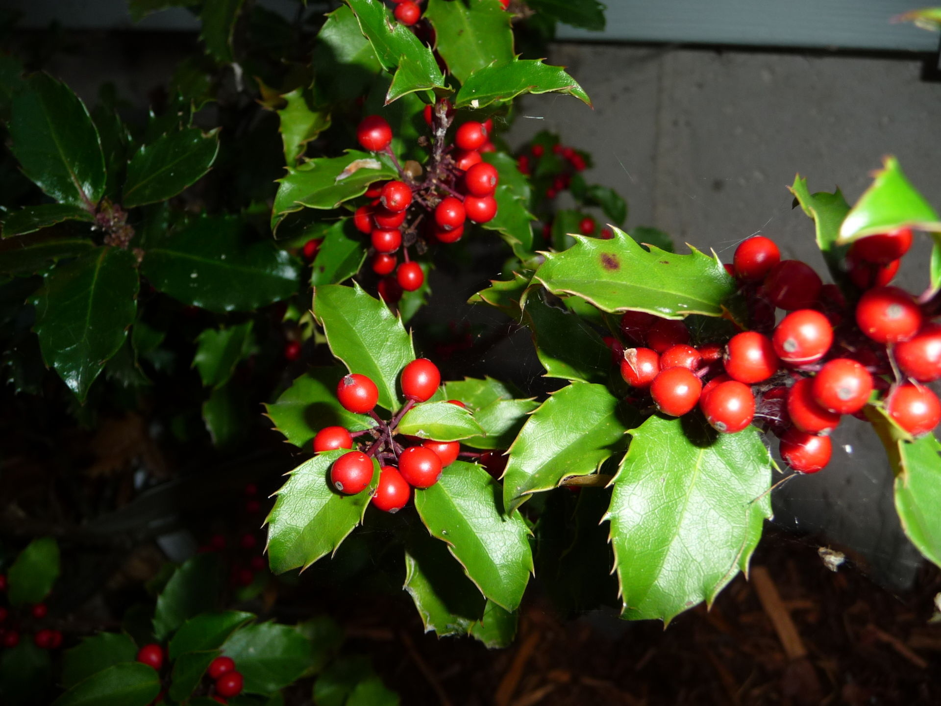 Holly Tree, Nursery delight, Holly paradise, Green thumb, 1920x1440 HD Desktop