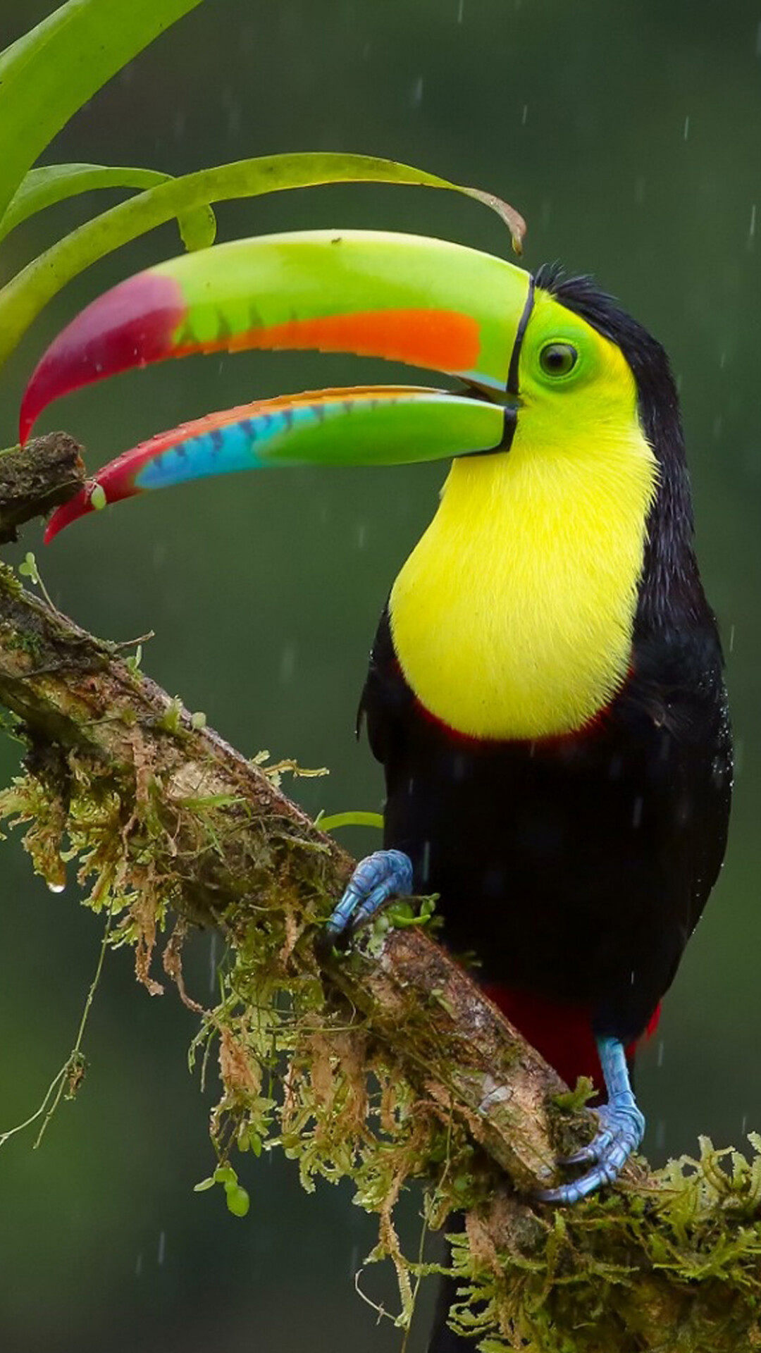 Toucan bird wallpaper, Exotic avian beauty, Tropical paradise, Colorful beak, 1080x1920 Full HD Phone