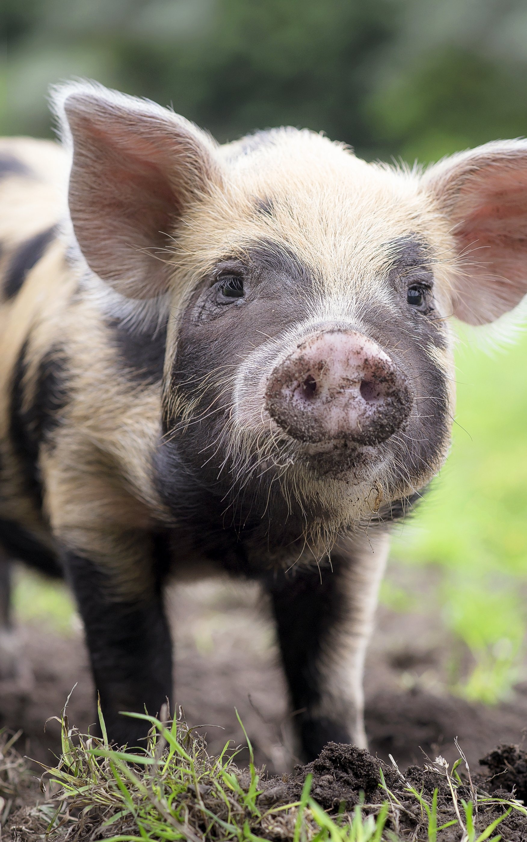 Oink oink sound, Domesticated farm animals, Intelligent pigs, Herbivorous mammals, 1760x2800 HD Phone