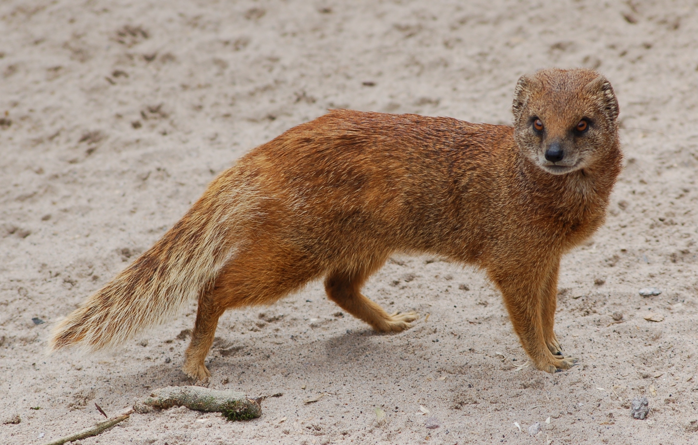 Mongoose, 4K wallpapers, Exquisite images, Animal photography, 2300x1470 HD Desktop