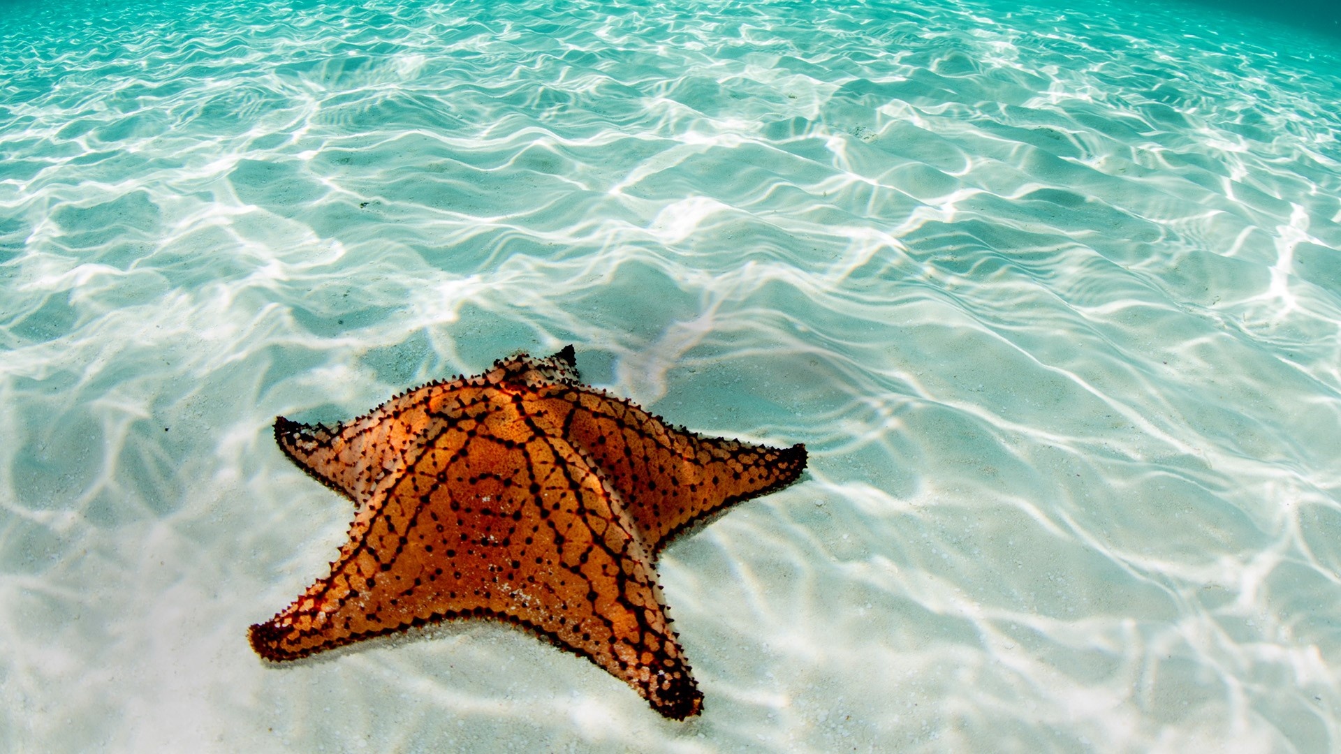 West Indian Sea Star, Belize Mesoamerican Barrier Reef, Windows 10 Spotlight, 1920x1080 Full HD Desktop