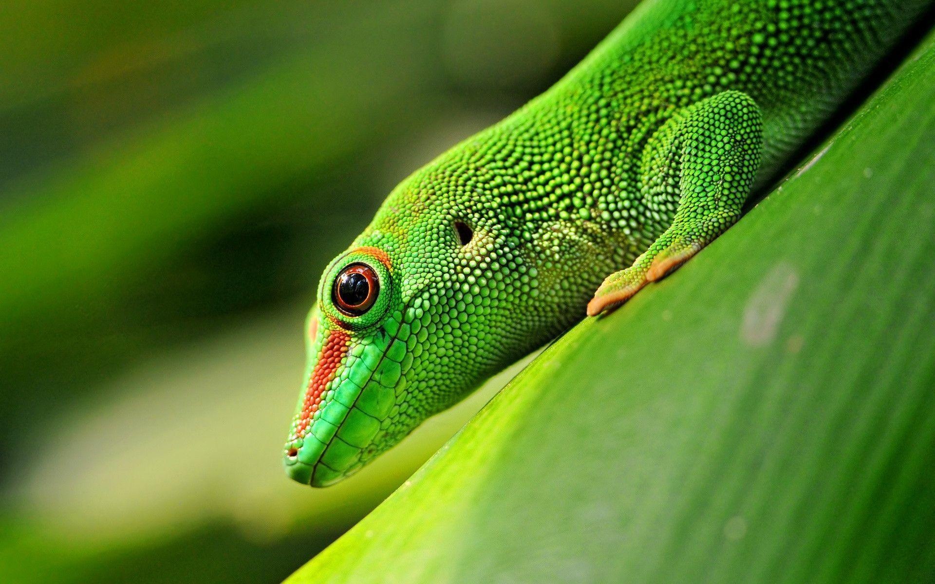 Vibrant gecko, Green beauty, Lively reptile, Nature's art, 1920x1200 HD Desktop