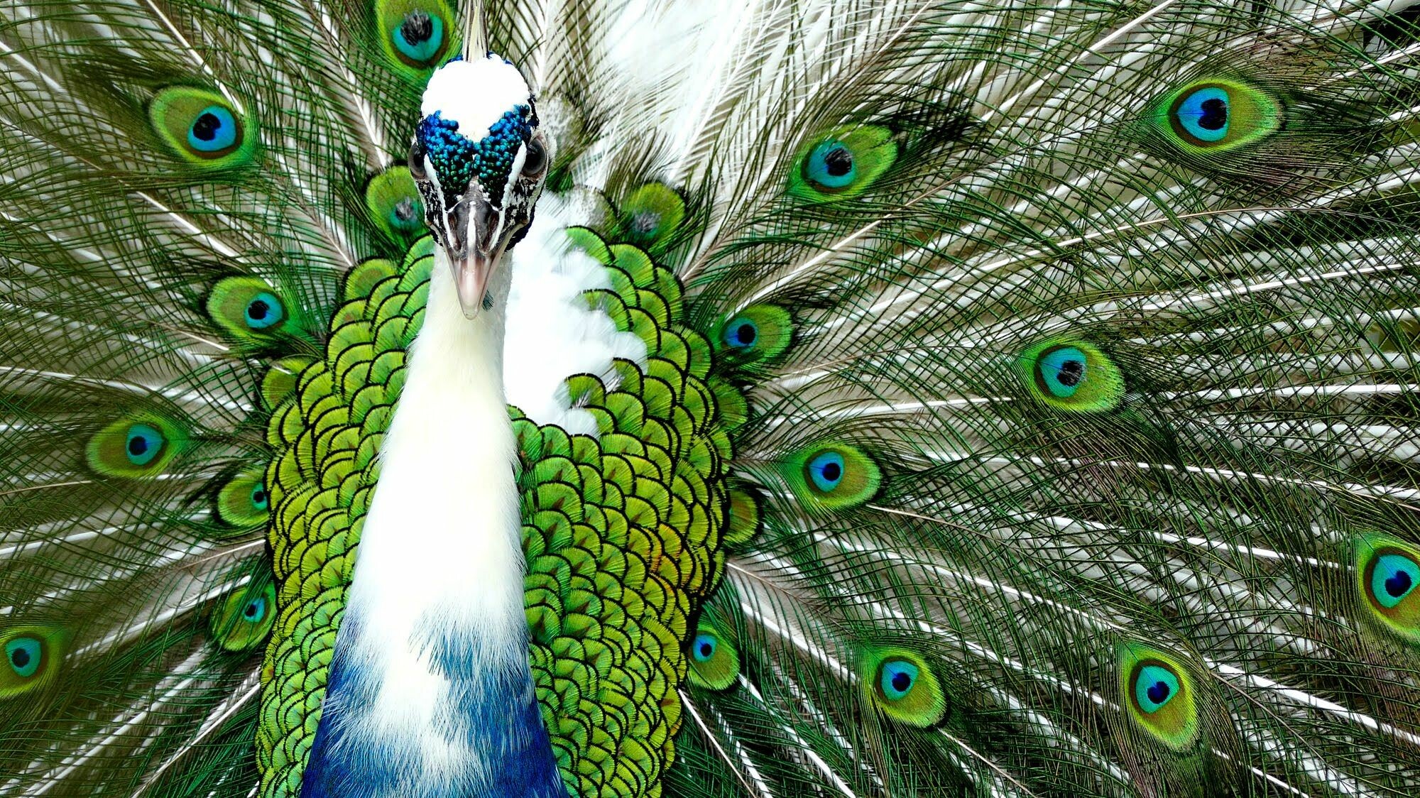 Peacock wallpapers, Free download, Stunning backgrounds, Beauty, 2000x1130 HD Desktop