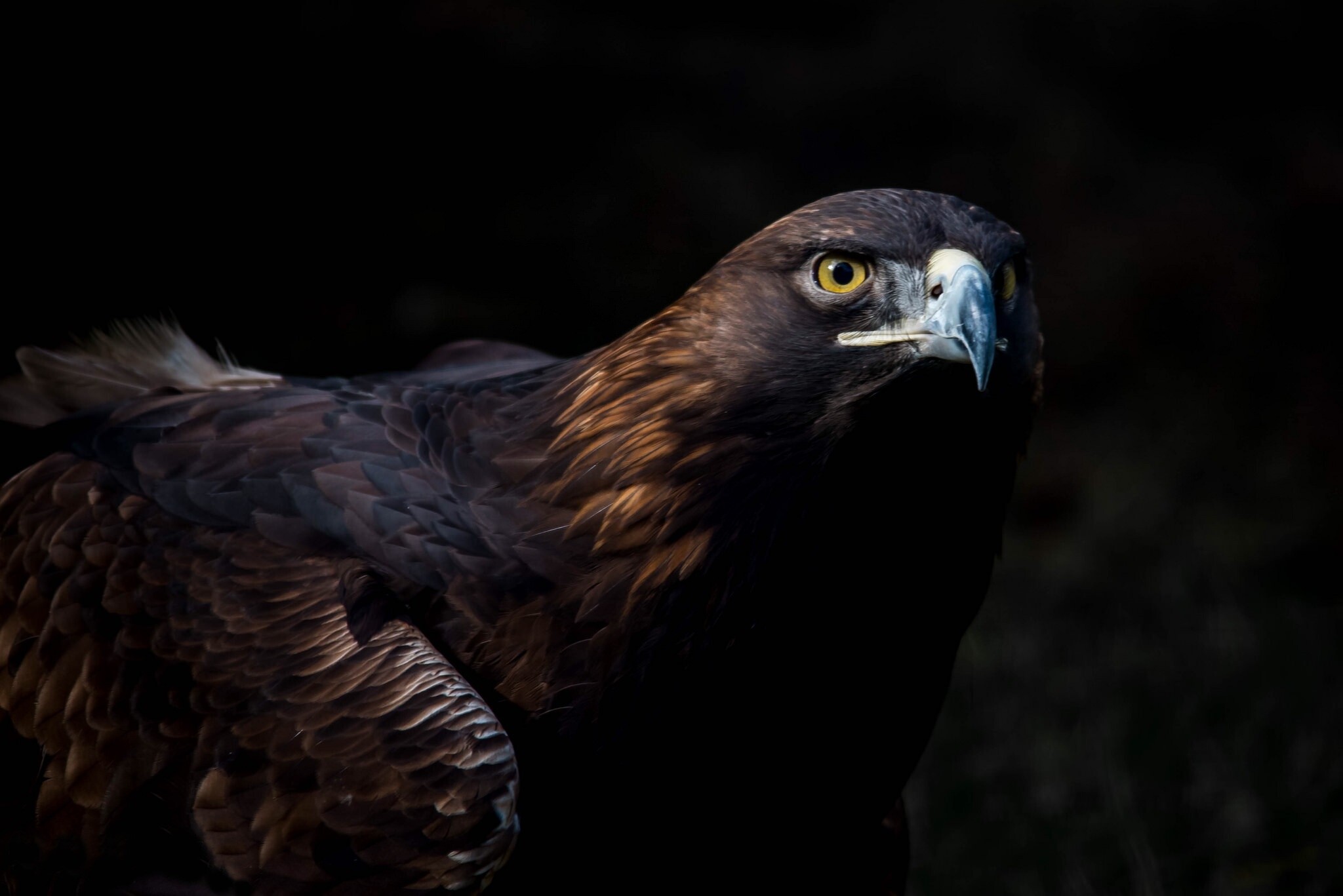 High-Resolution Golden Eagle Wallpaper, Striking Background, Masterful Capture, 2050x1370 HD Desktop